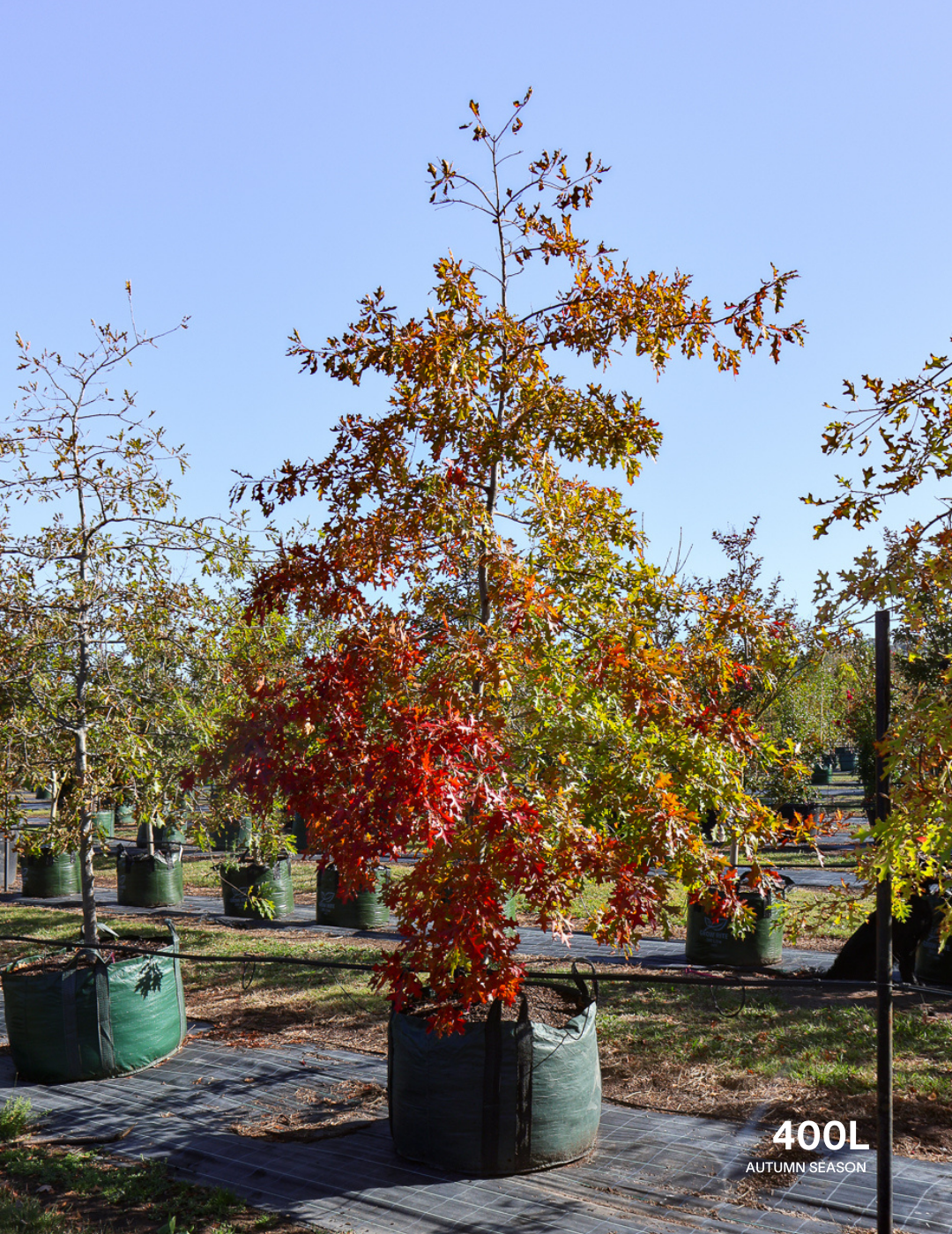 Quercus palustris - Pin Oak - Evergreen Trees Direct