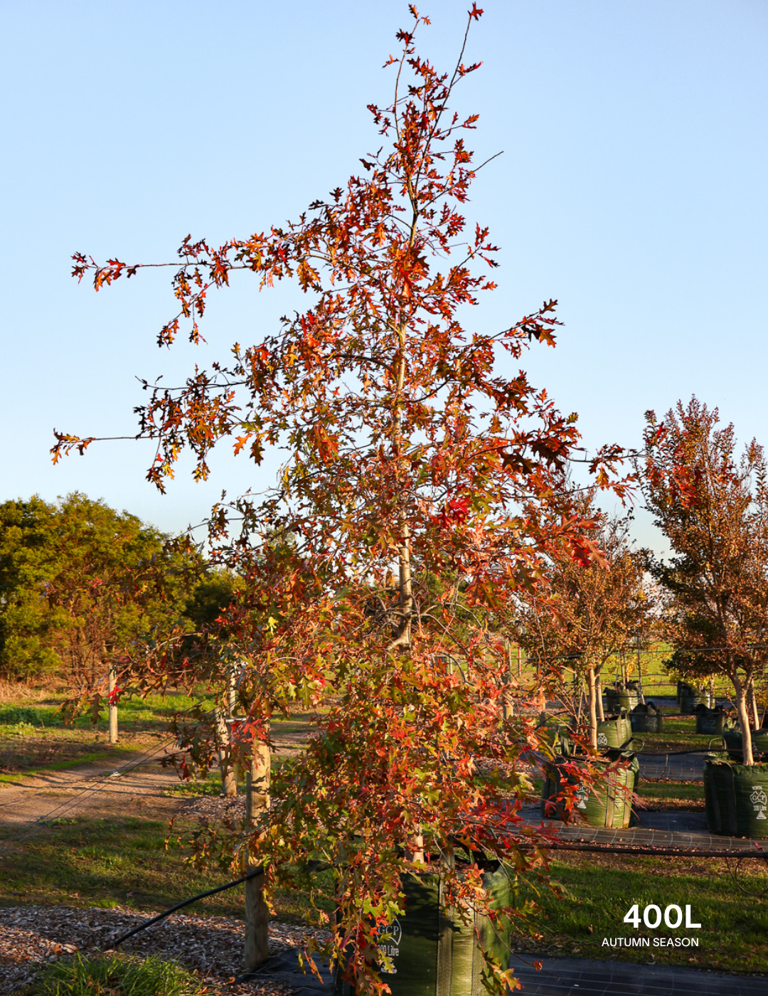 Quercus palustris - Pin Oak - Evergreen Trees Direct