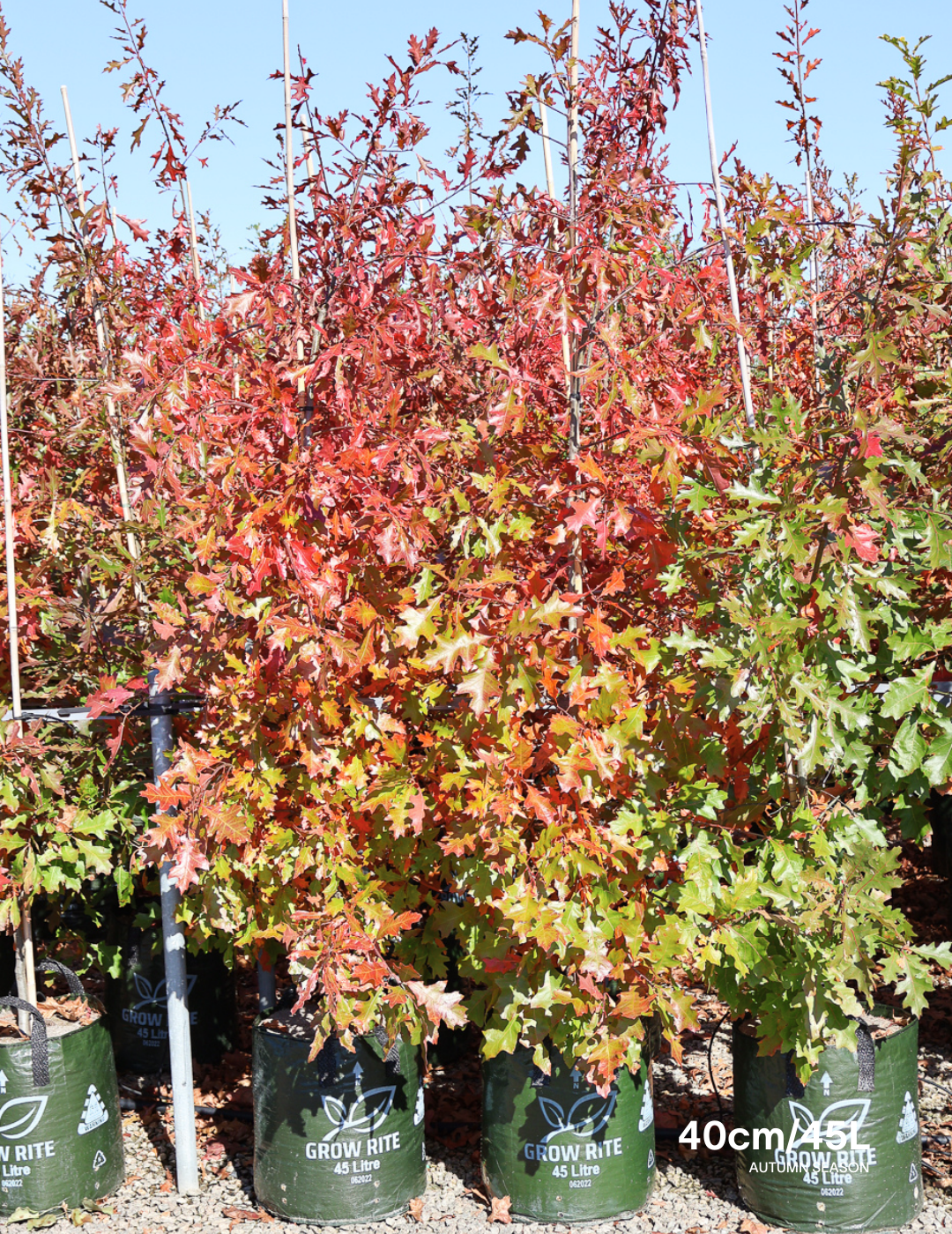 Quercus rubra - Evergreen Trees Direct