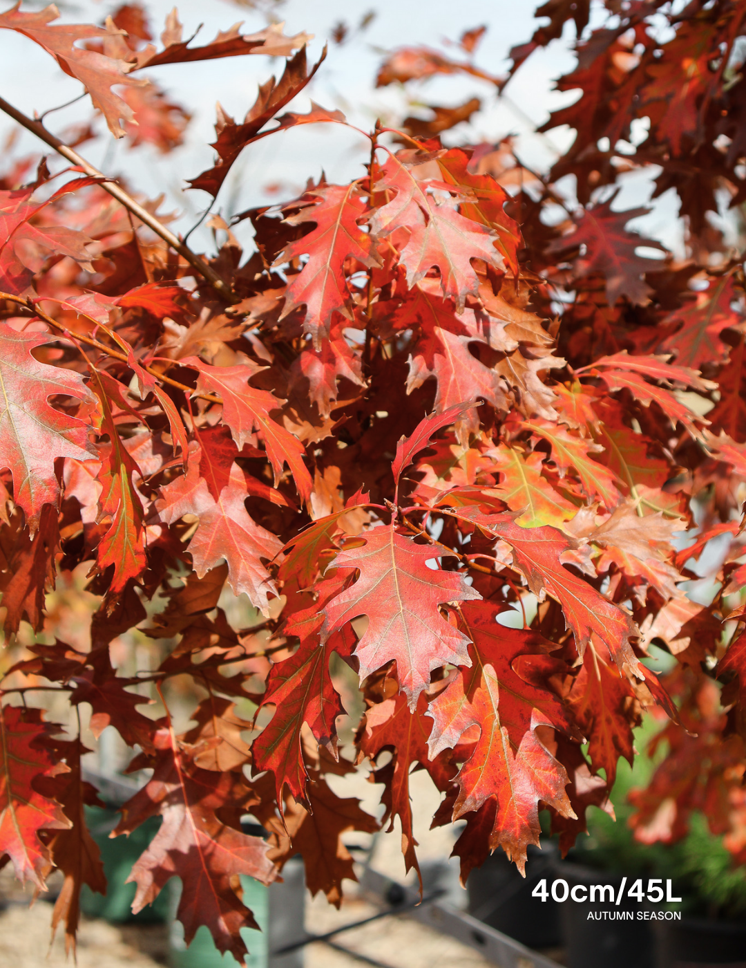 Quercus rubra - Evergreen Trees Direct