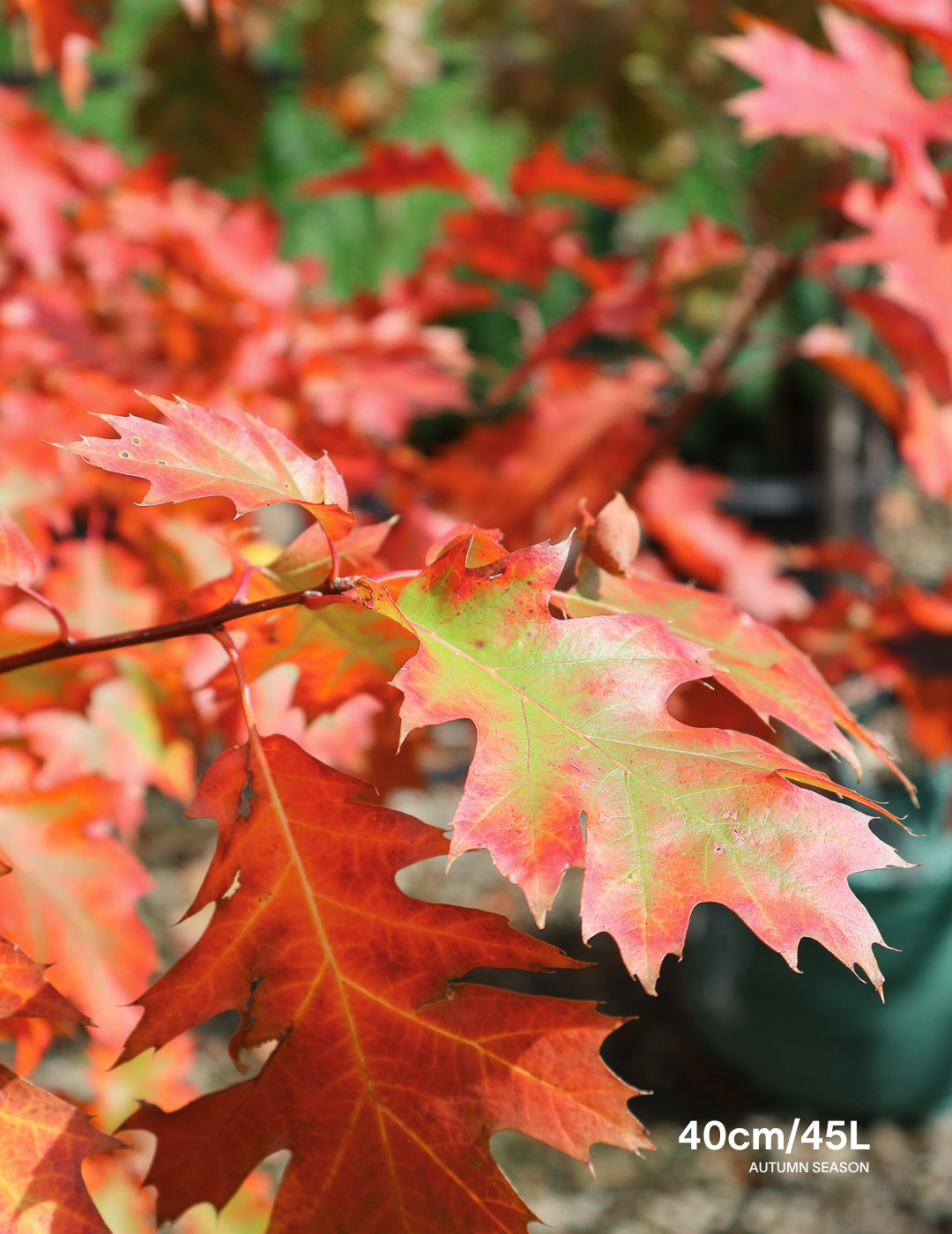 Quercus rubra - Evergreen Trees Direct