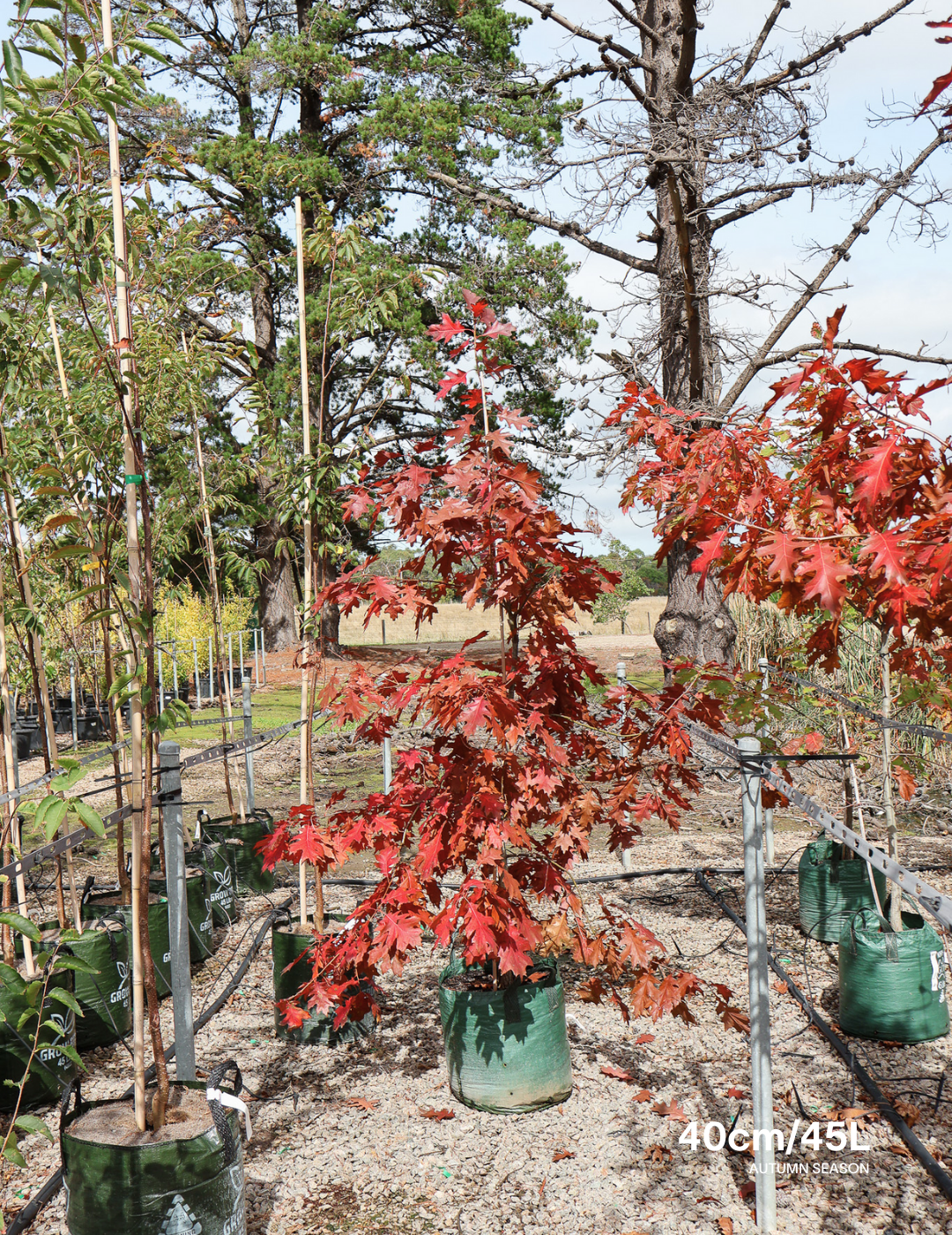 Quercus rubra - Evergreen Trees Direct