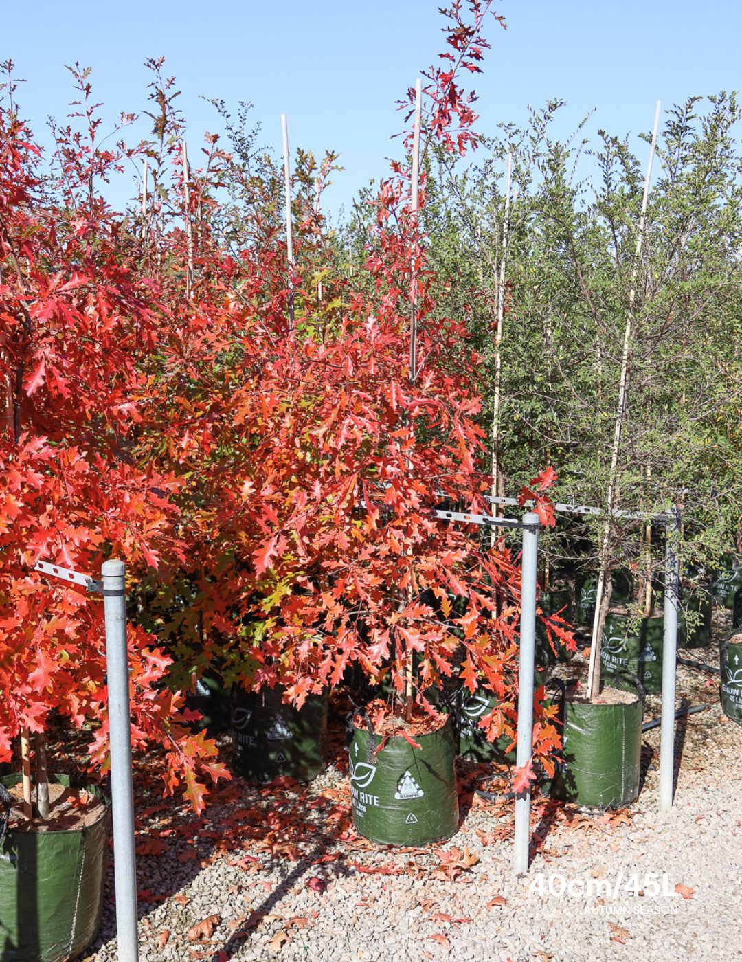 Quercus rubra - Evergreen Trees Direct