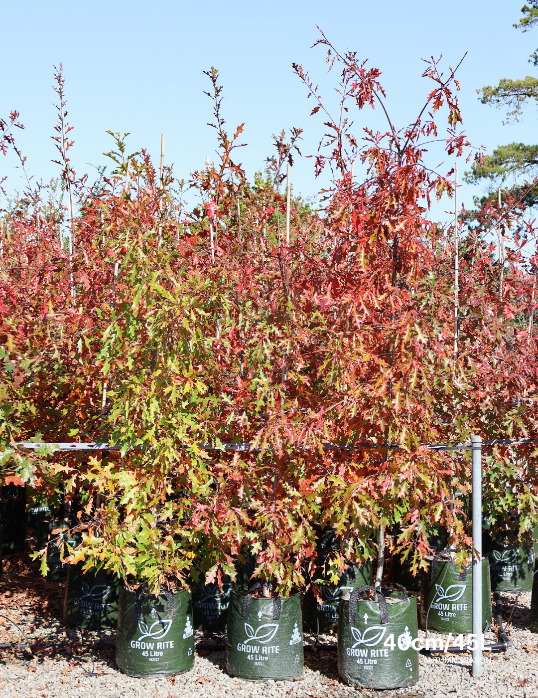 Quercus rubra - Evergreen Trees Direct