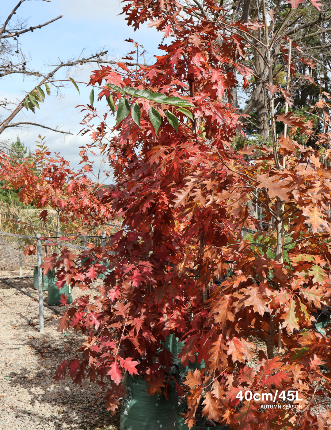 Quercus rubra - Evergreen Trees Direct