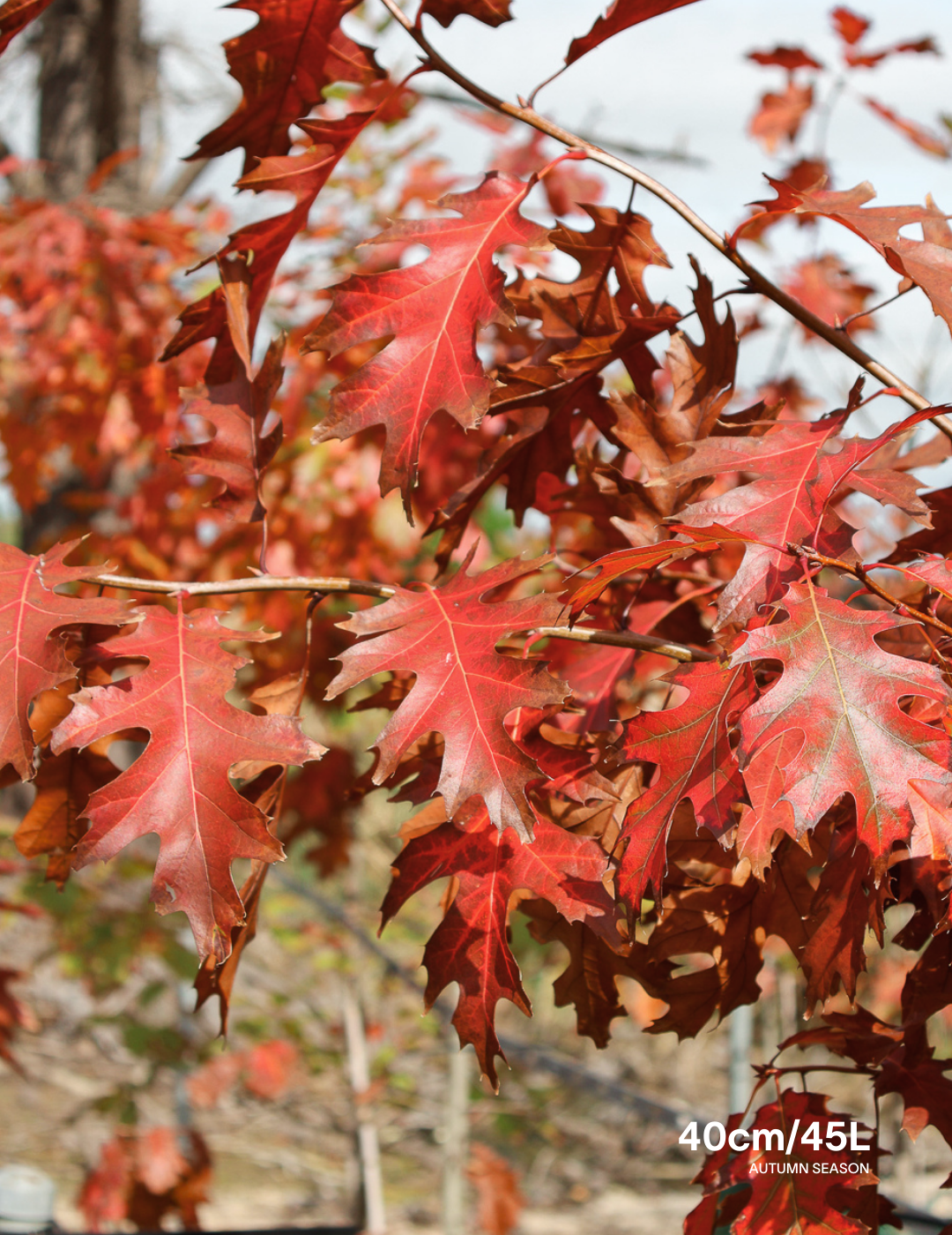 Quercus rubra - Evergreen Trees Direct