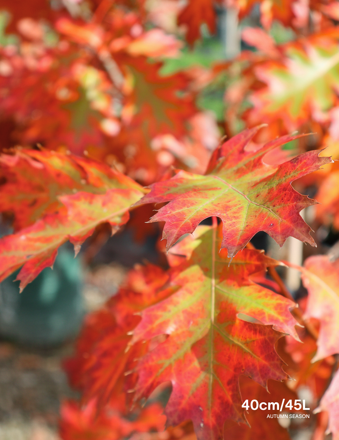 Quercus rubra - Evergreen Trees Direct