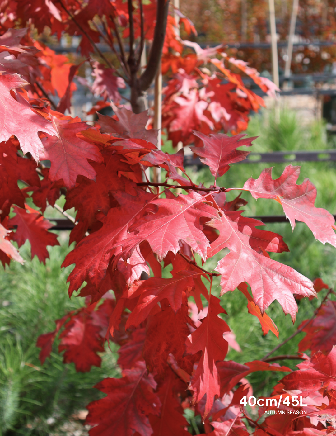 Quercus rubra - Evergreen Trees Direct