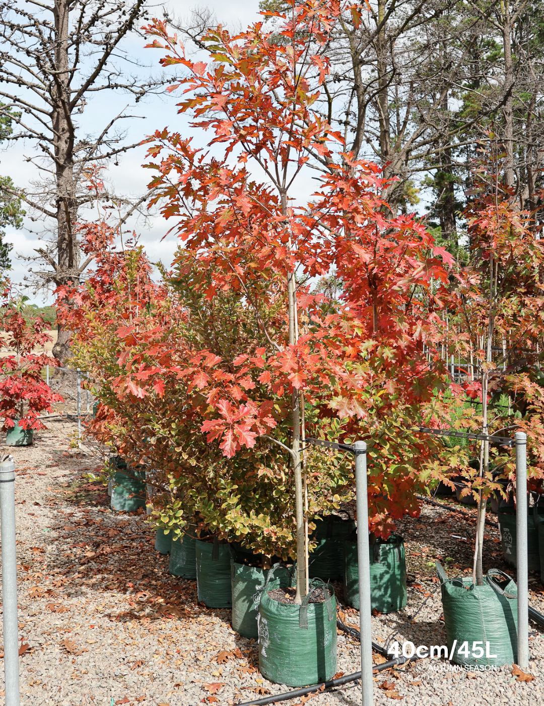 Quercus rubra - Evergreen Trees Direct