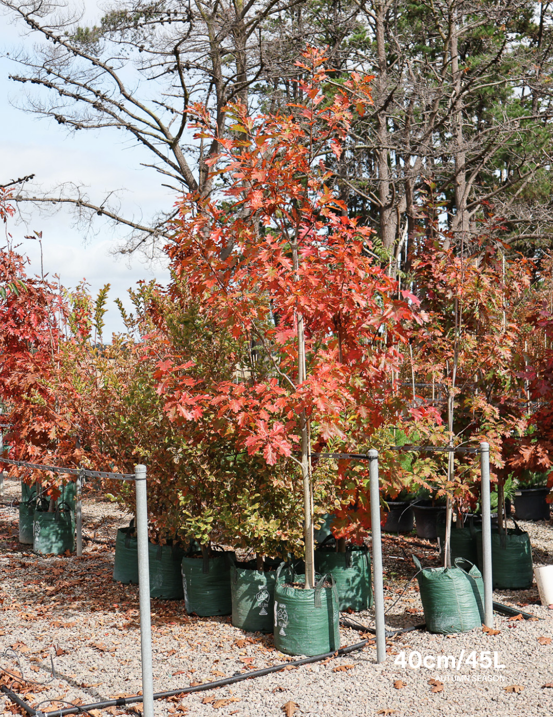 Quercus rubra - Evergreen Trees Direct