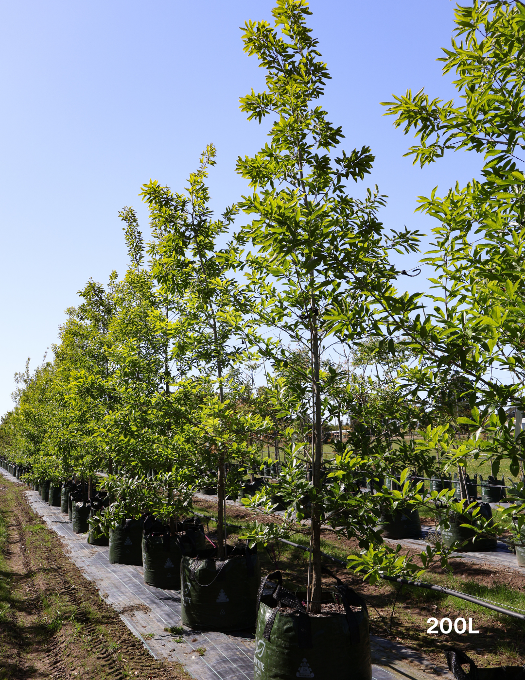 Quercus acutissima - Sawtooth Oak