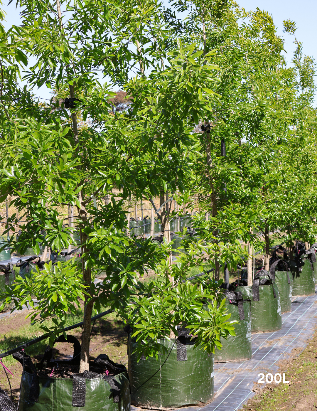 Quercus acutissima - Sawtooth Oak - Evergreen Trees Direct