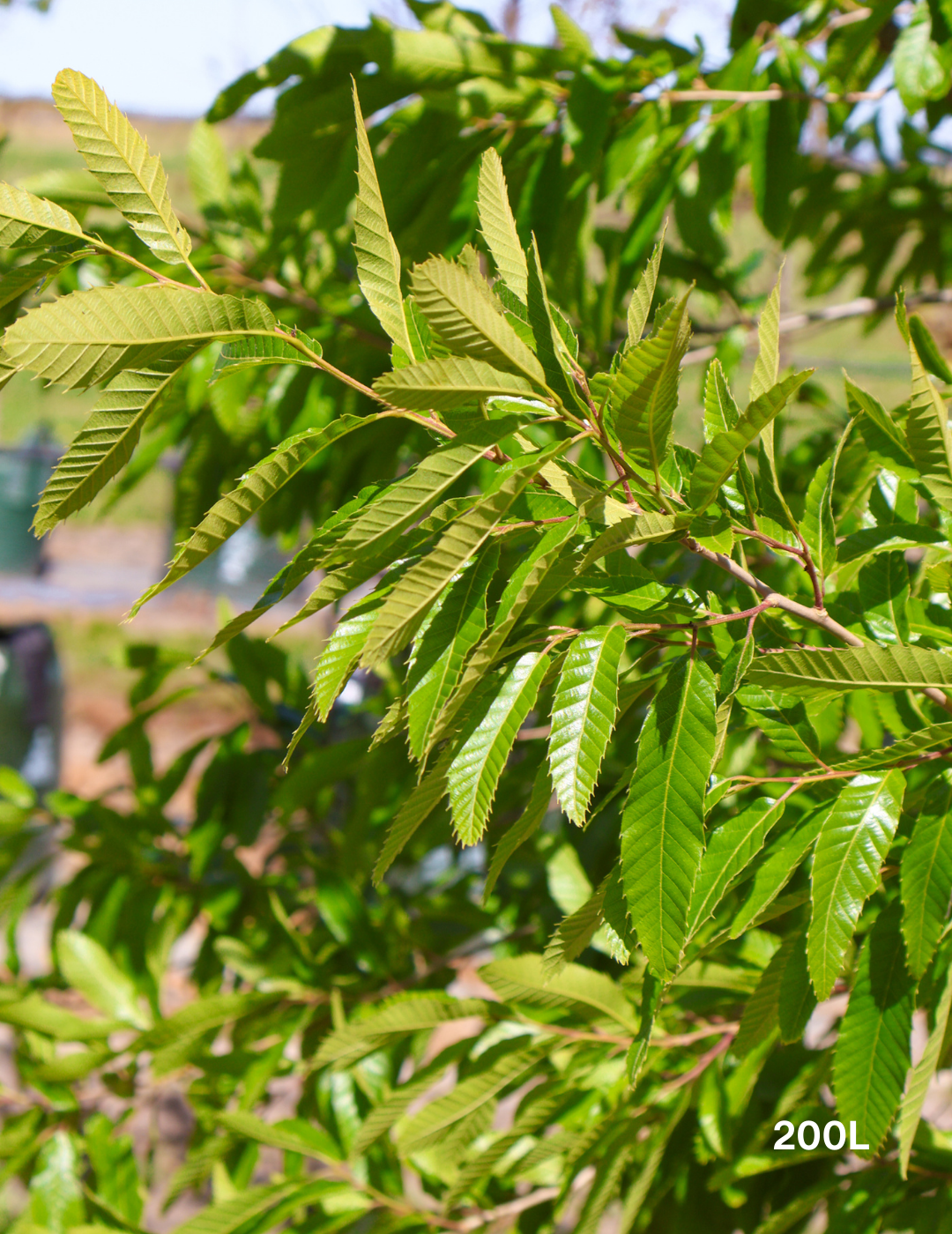 Quercus acutissima - Sawtooth Oak - Evergreen Trees Direct