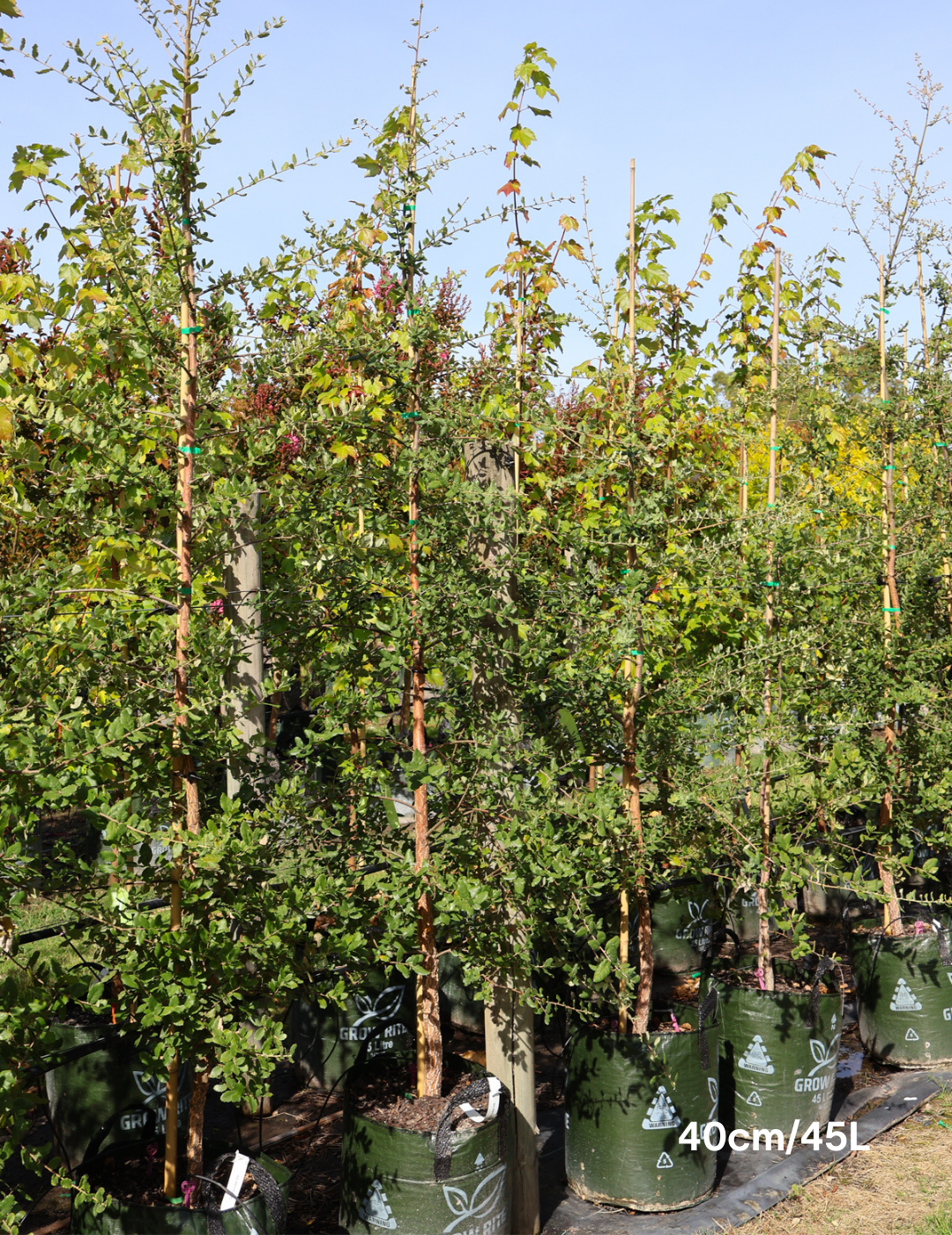 Quercus suber - Evergreen Trees Direct