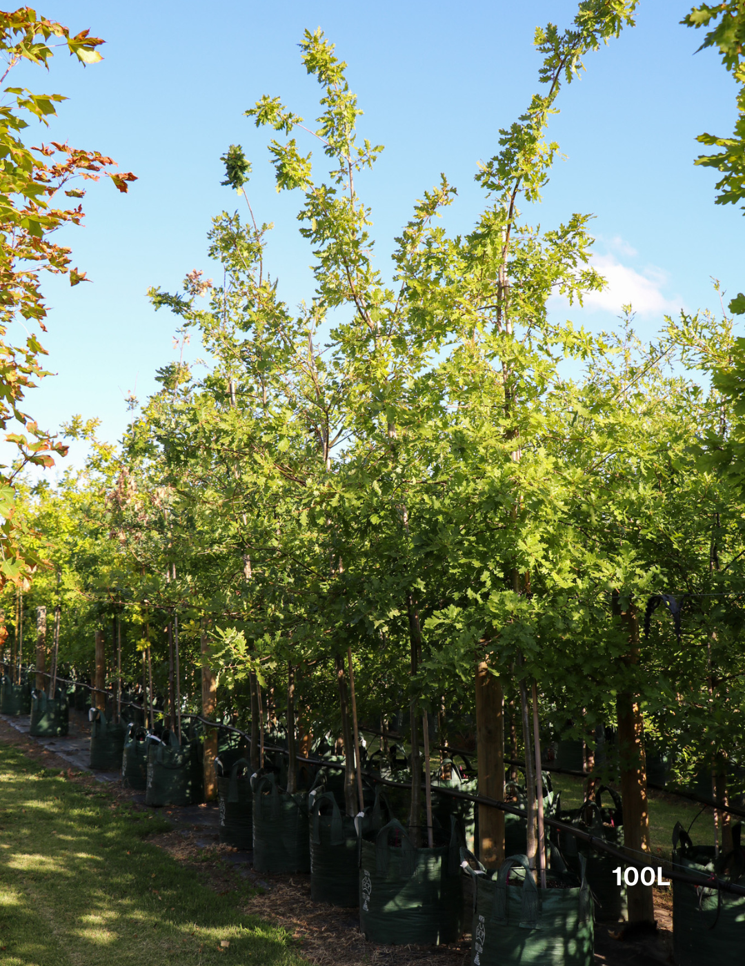 Quercus robur (English Oak) - Evergreen Trees Direct