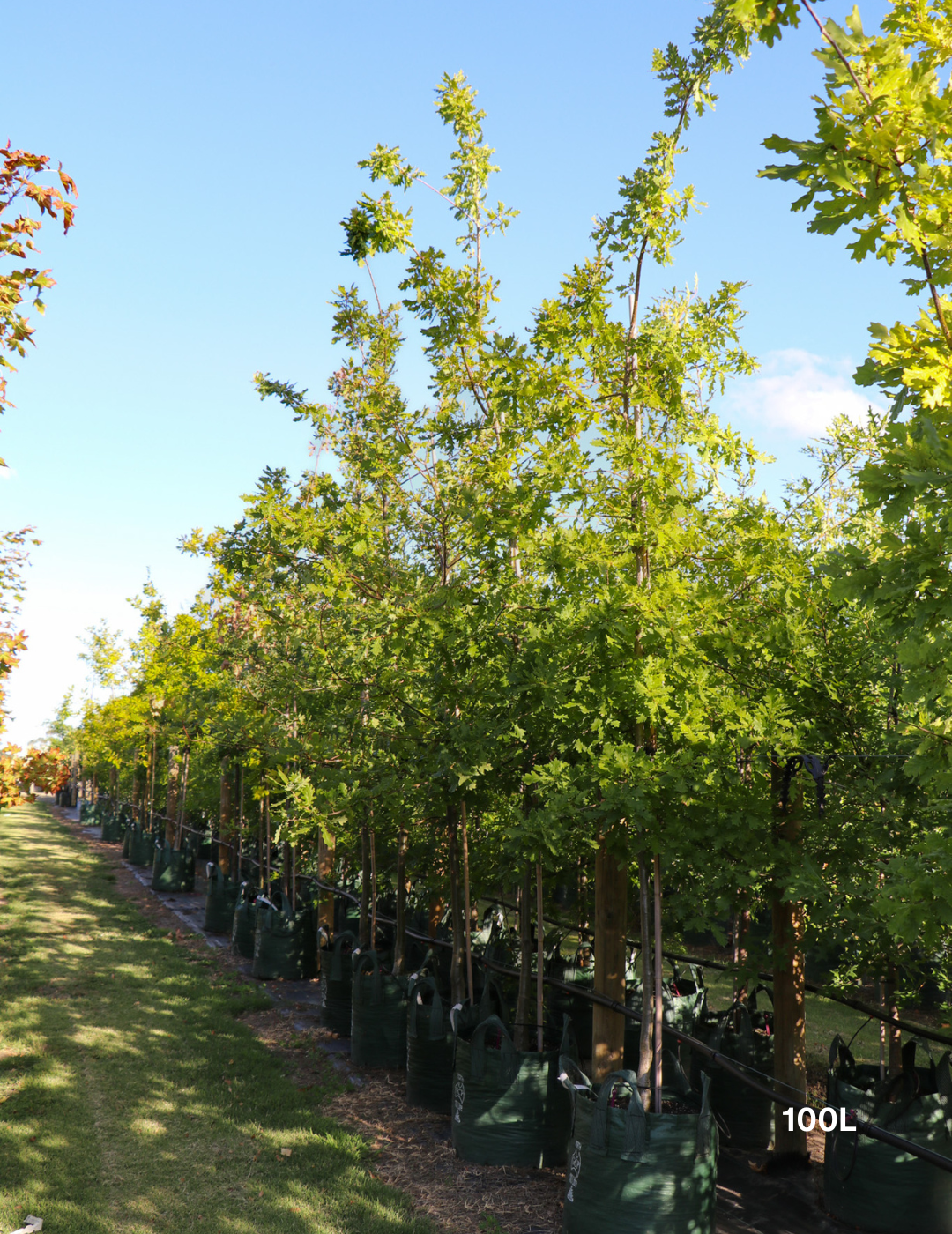 Quercus robur (English Oak) - Evergreen Trees Direct