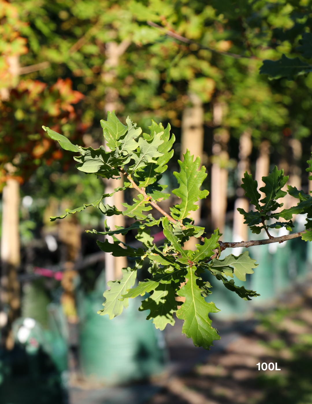 Quercus robur (English Oak) - Evergreen Trees Direct