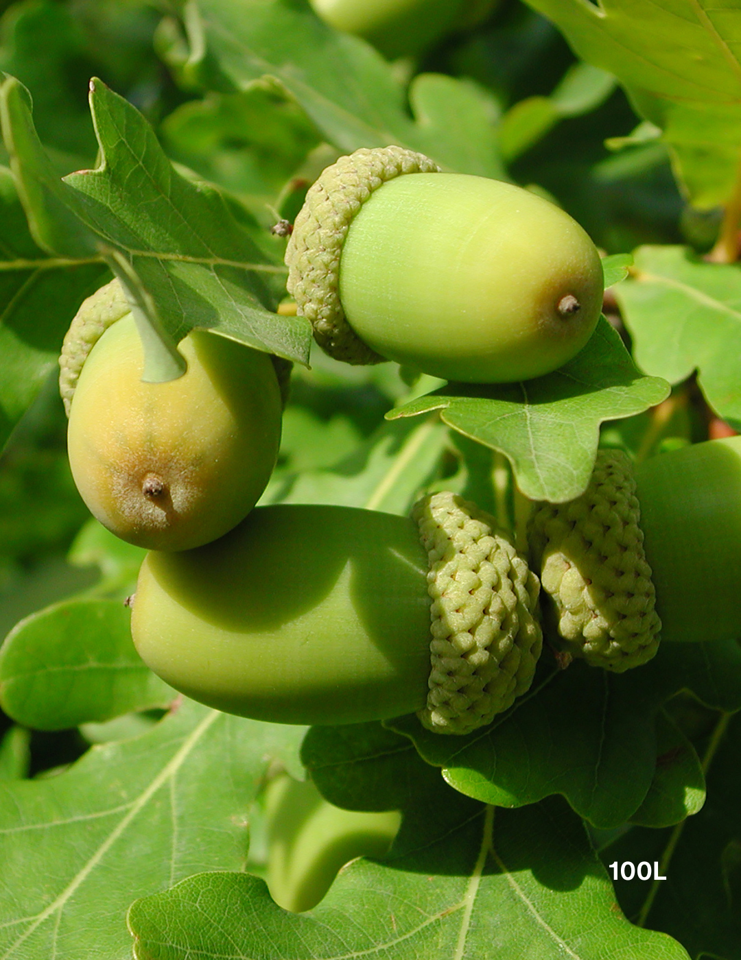 Quercus robur (English Oak) - Evergreen Trees Direct