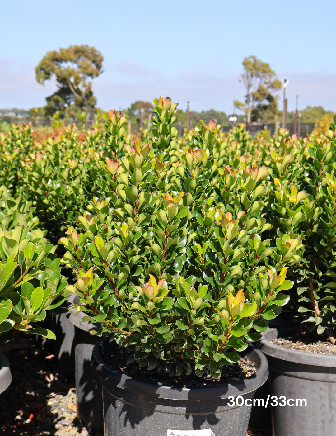 Rhaphiolepis indica 'Snow Maiden' - Evergreen Trees Direct