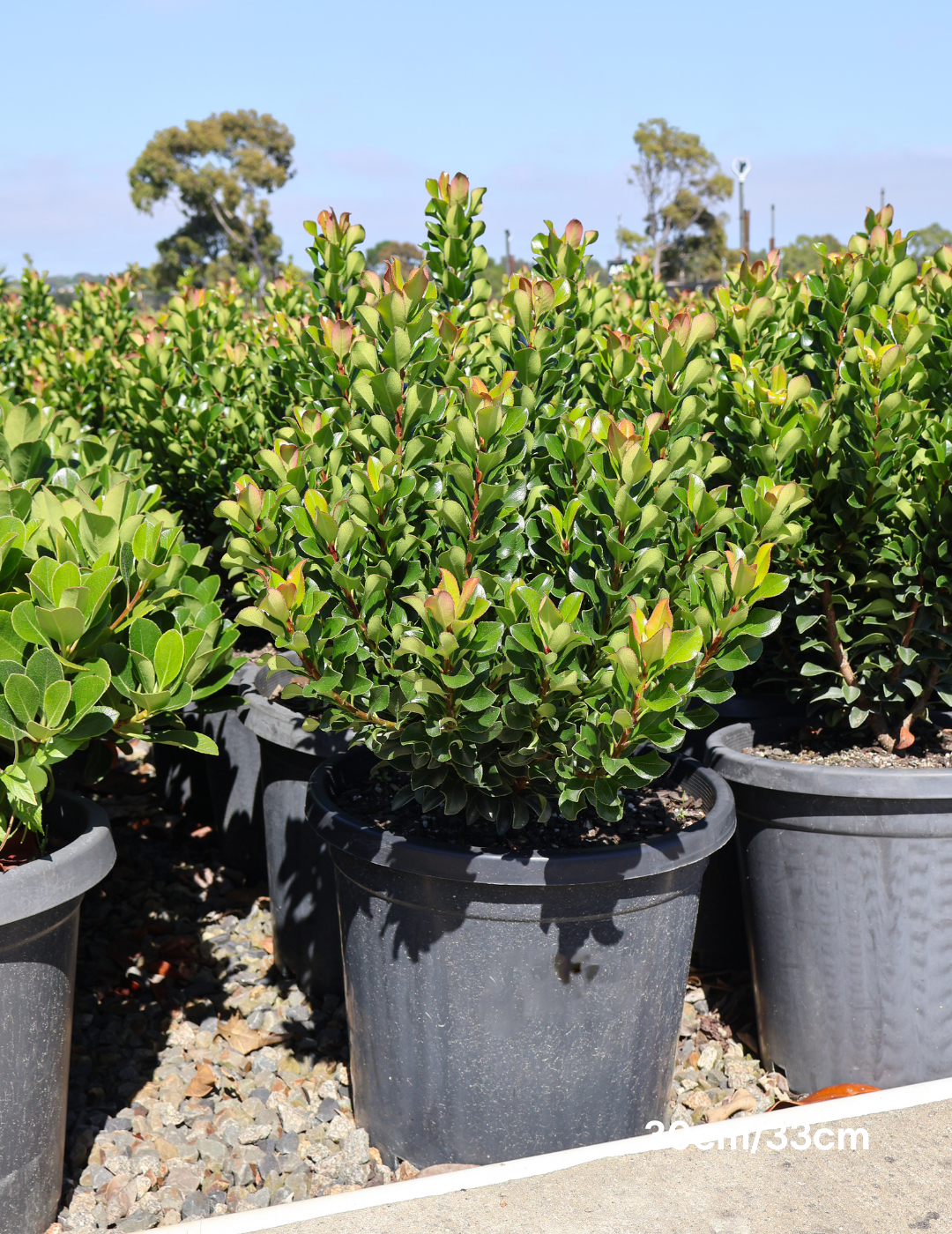 Rhaphiolepis indica 'Snow Maiden' - Evergreen Trees Direct