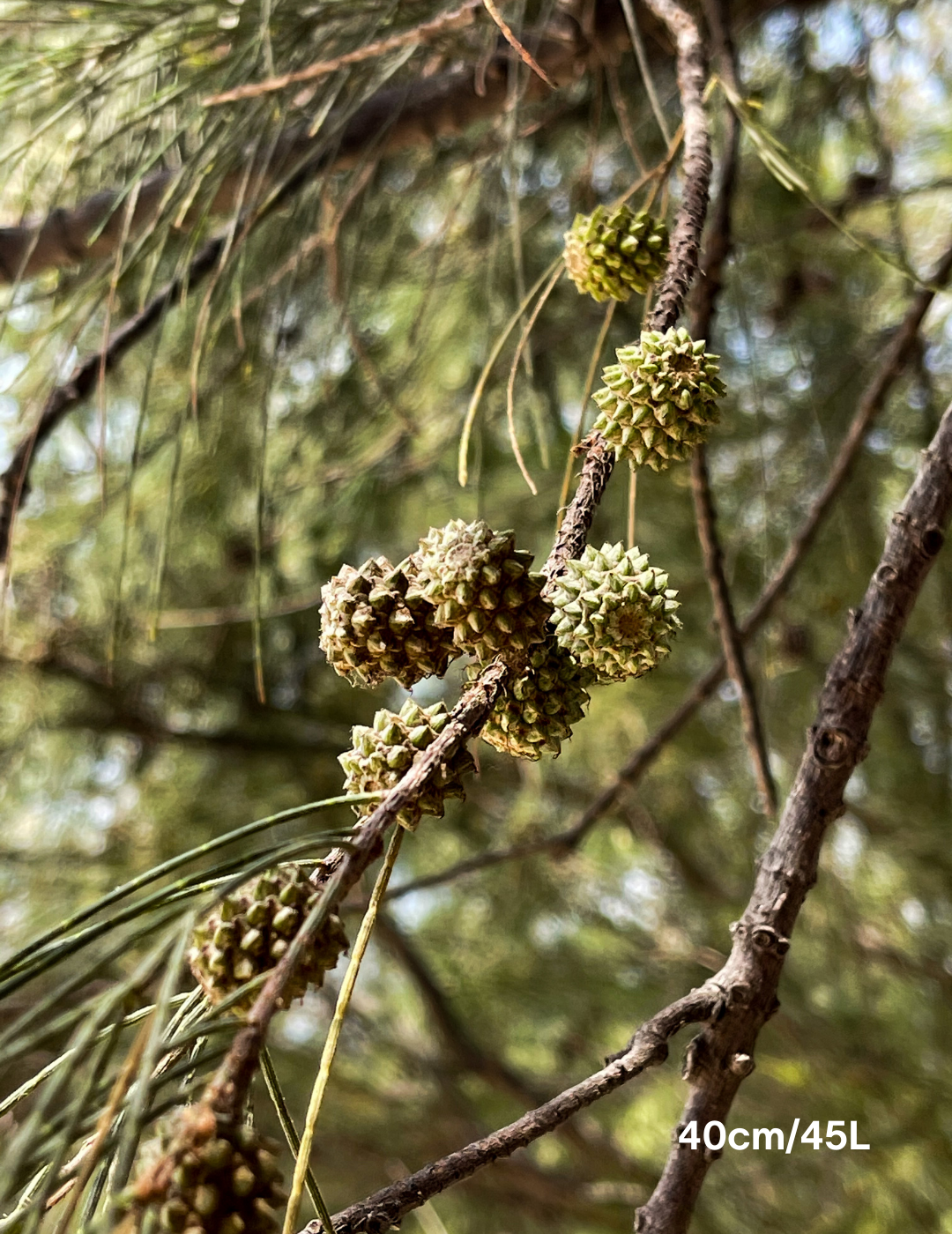 River She Oak - Allocasuarina torulosa - Evergreen Trees Direct