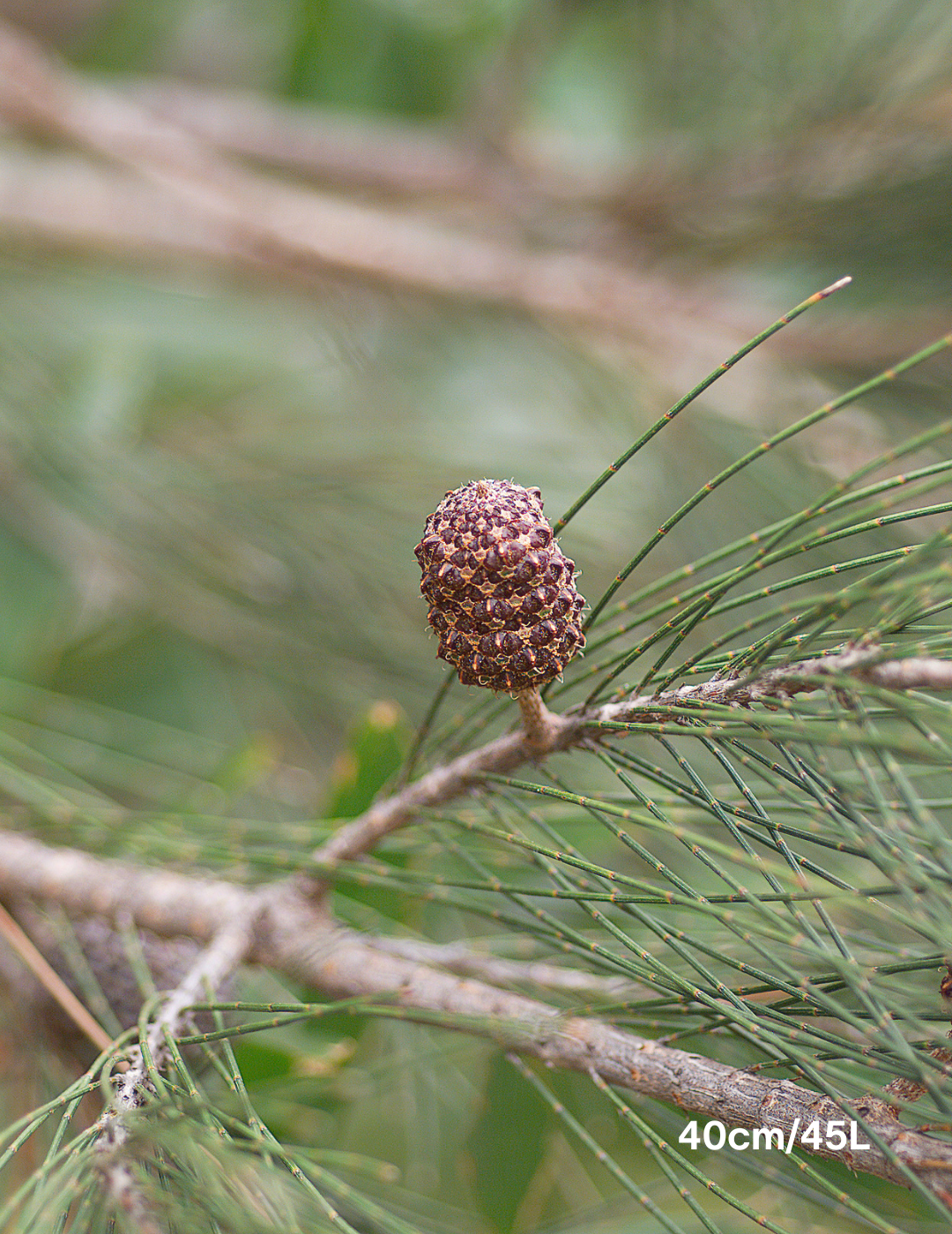 River She Oak - Allocasuarina torulosa - Evergreen Trees Direct