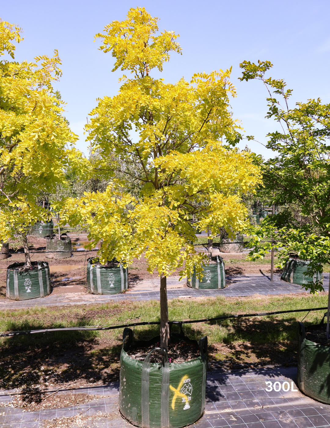 Robinia pseudoacacia 'Frisia'