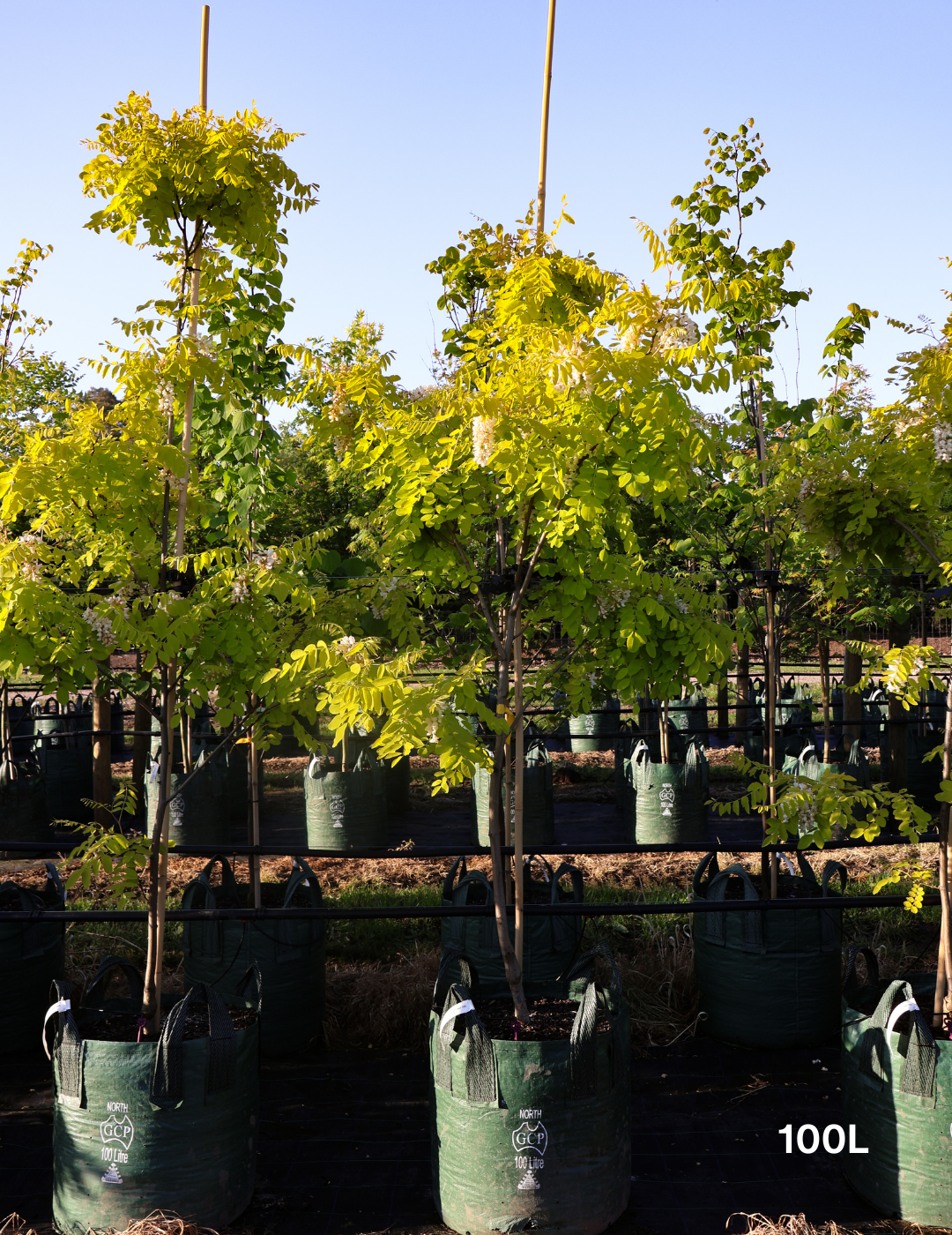 Robinia pseudoacacia 'Frisia' - Evergreen Trees Direct