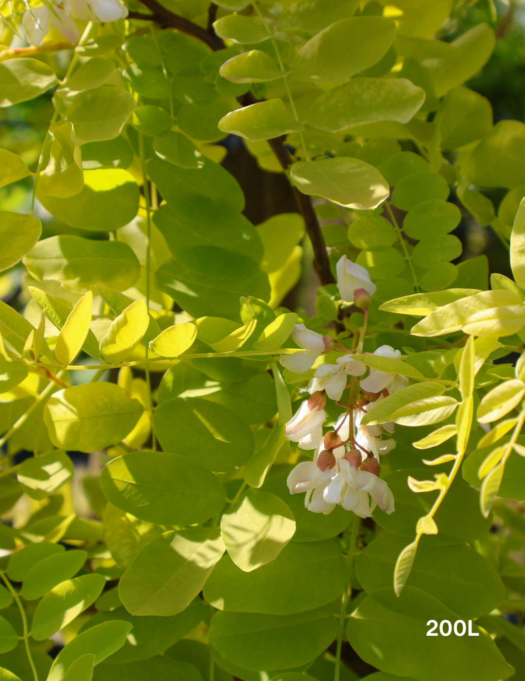 Robinia pseudoacacia 'Frisia' - Evergreen Trees Direct