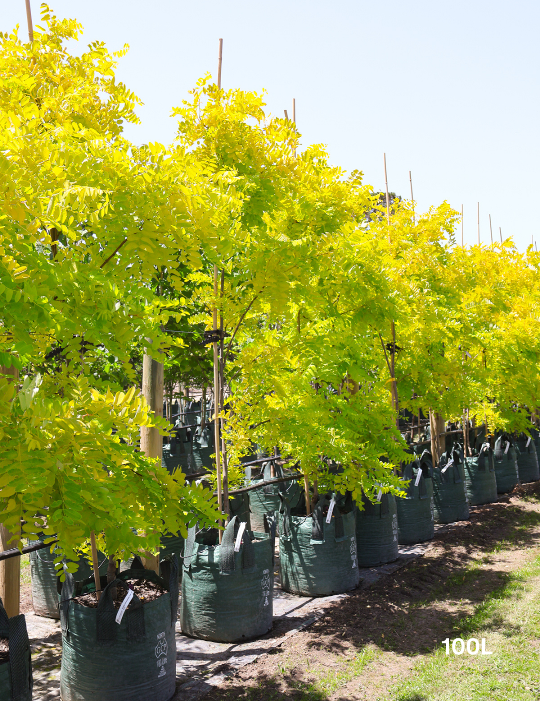 Robinia pseudoacacia 'Frisia' - Evergreen Trees Direct