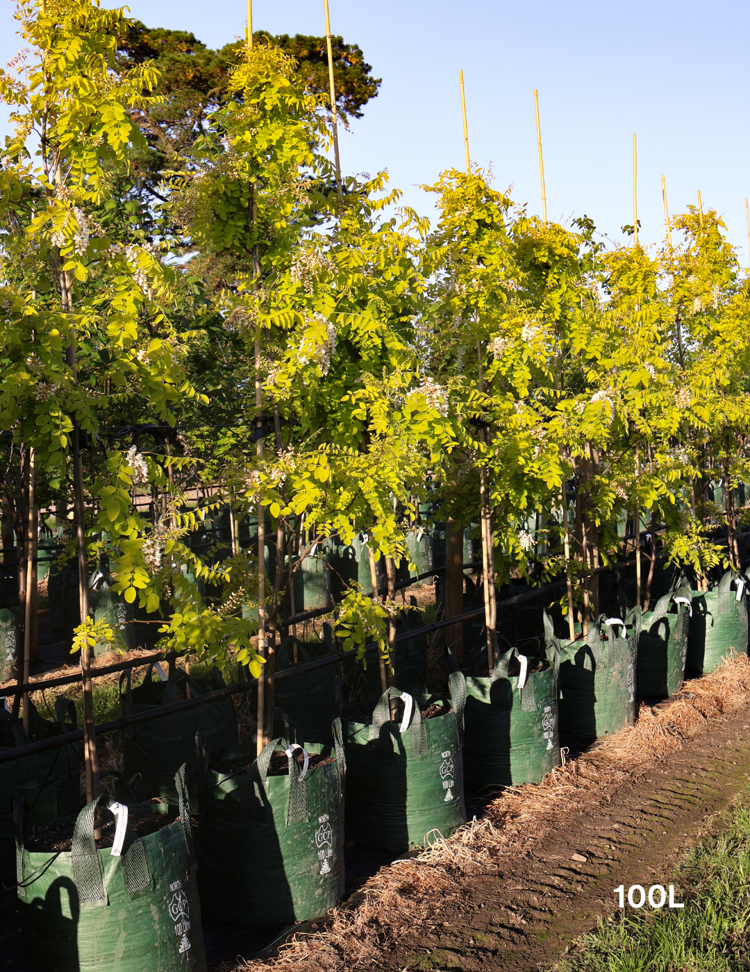 Robinia pseudoacacia 'Frisia' - Evergreen Trees Direct