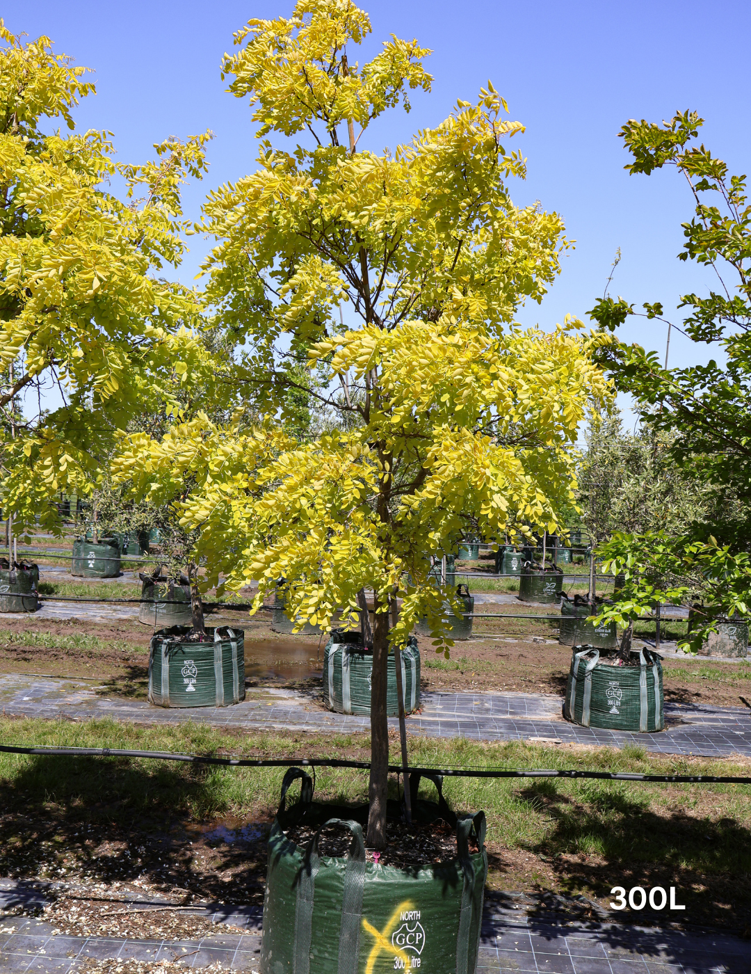 Robinia pseudoacacia 'Frisia'