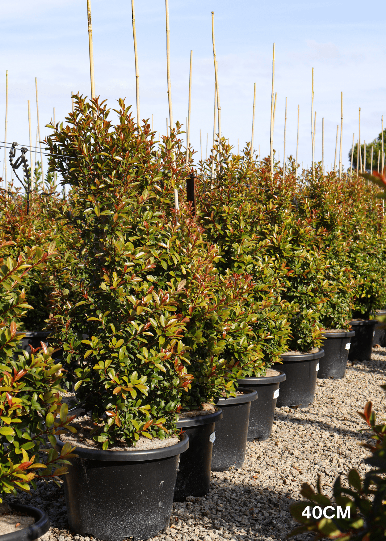 Syzygium australe 'Straight & Narrow' - Lilly Pilly - Evergreen Trees Direct