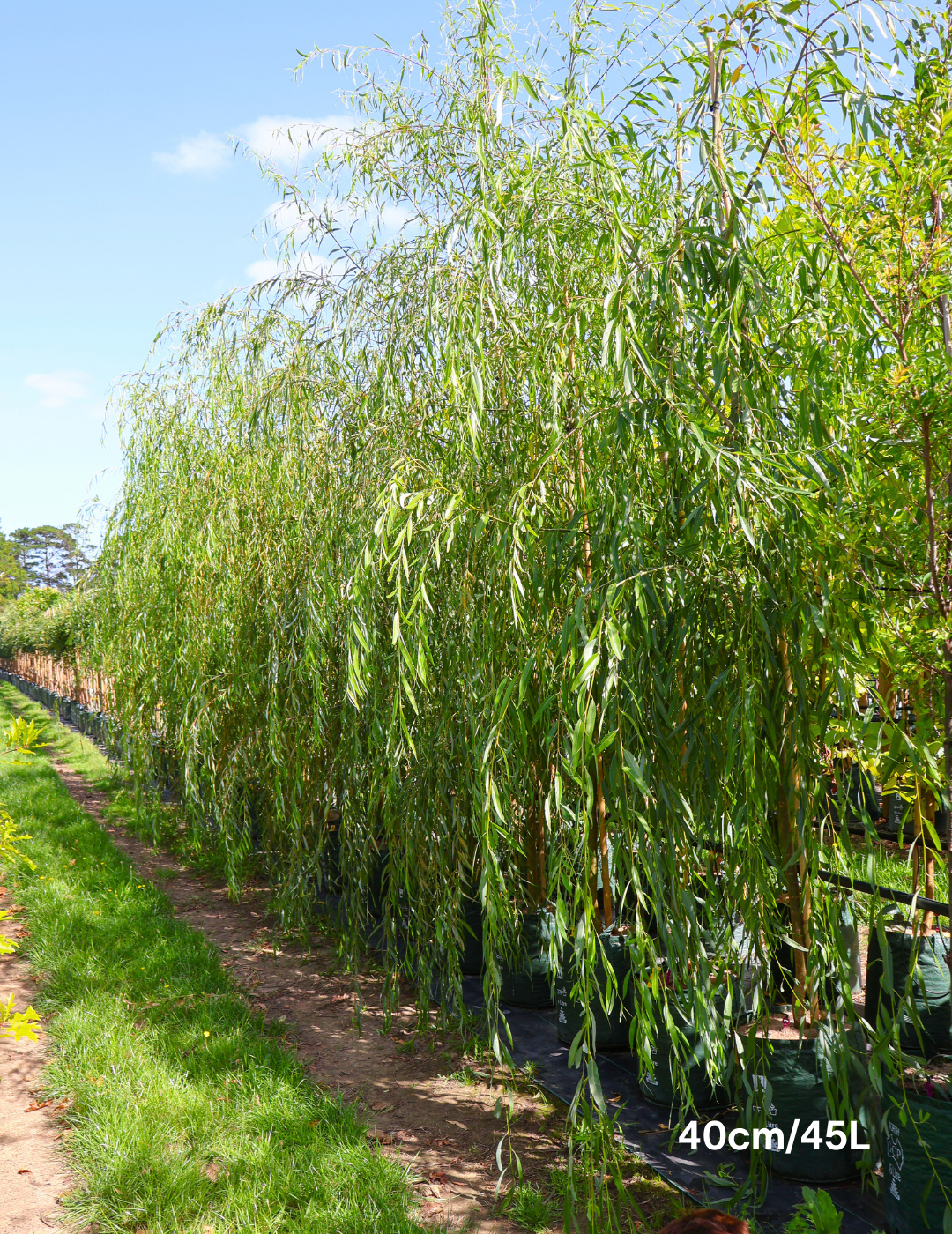 Salix babylonica - Evergreen Trees Direct