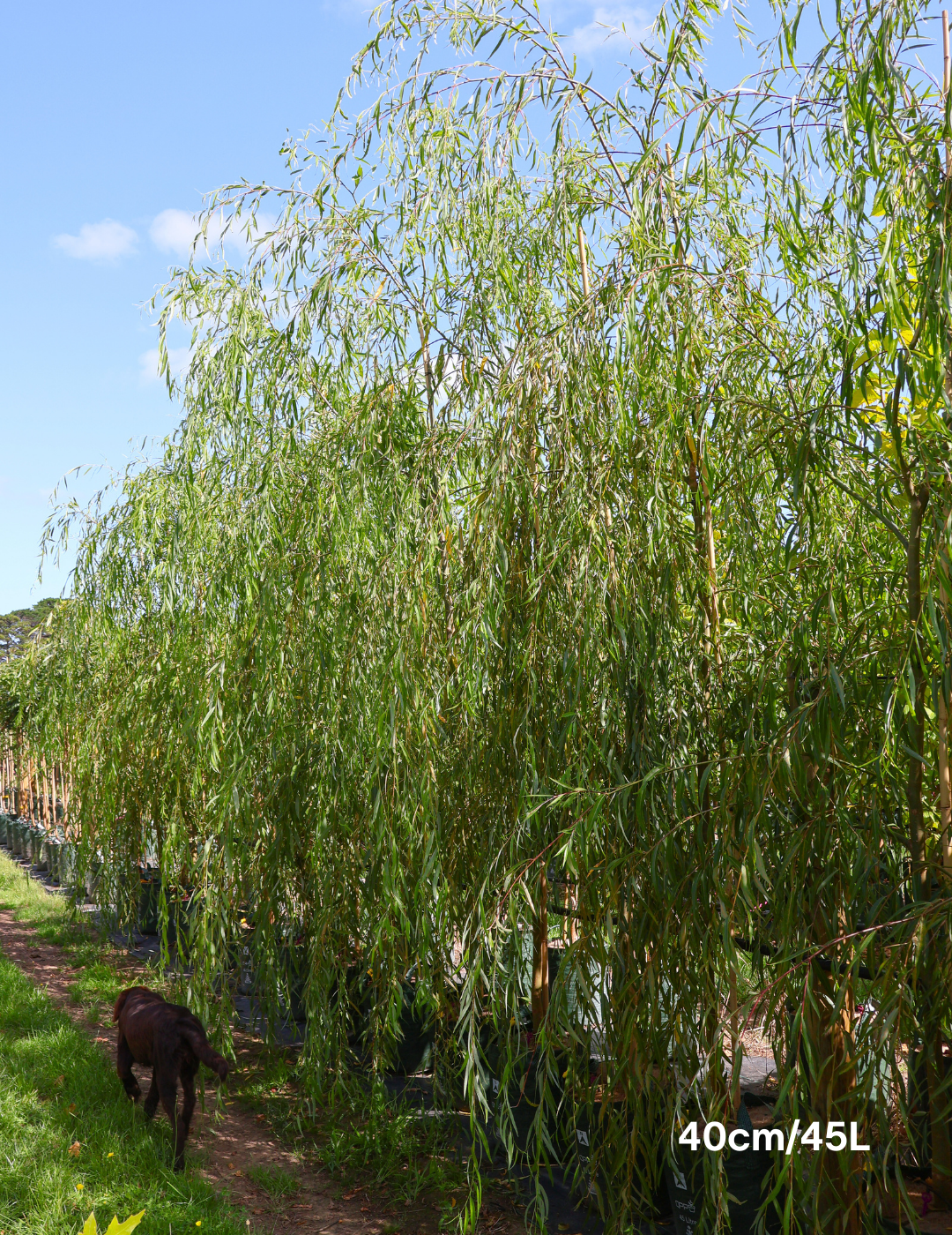 Salix babylonica - Evergreen Trees Direct