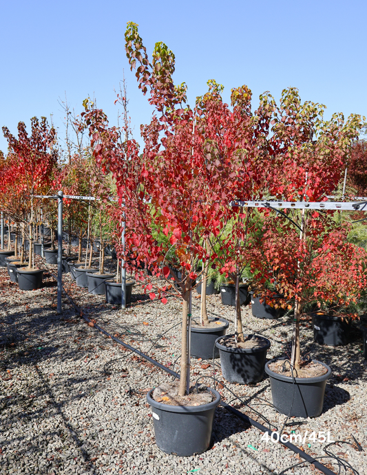 Sapium Sebiferum (syn. Triadica Sebifera)