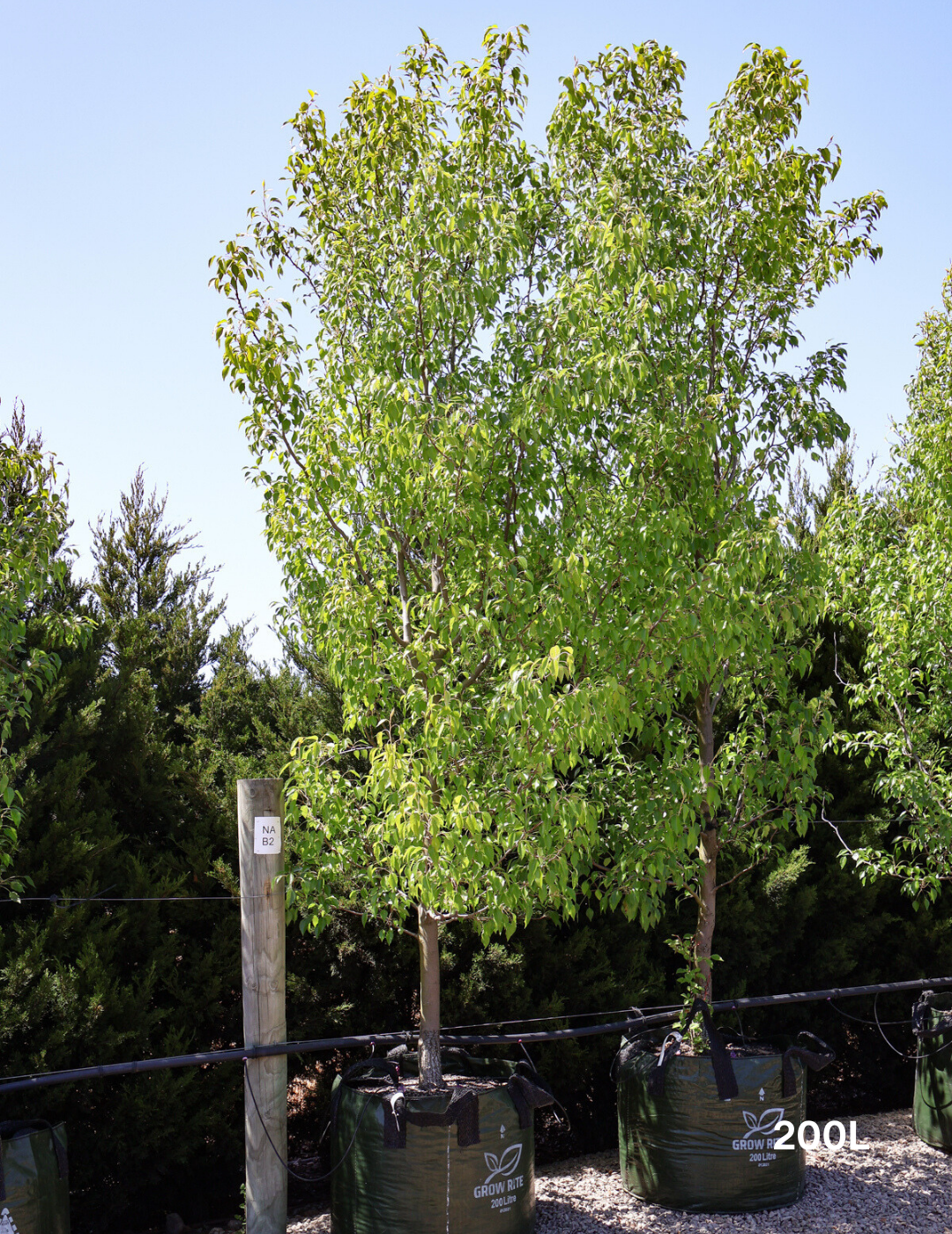 Pyrus betulaefolia 'Southworth Dancer' - Evergreen Trees Direct