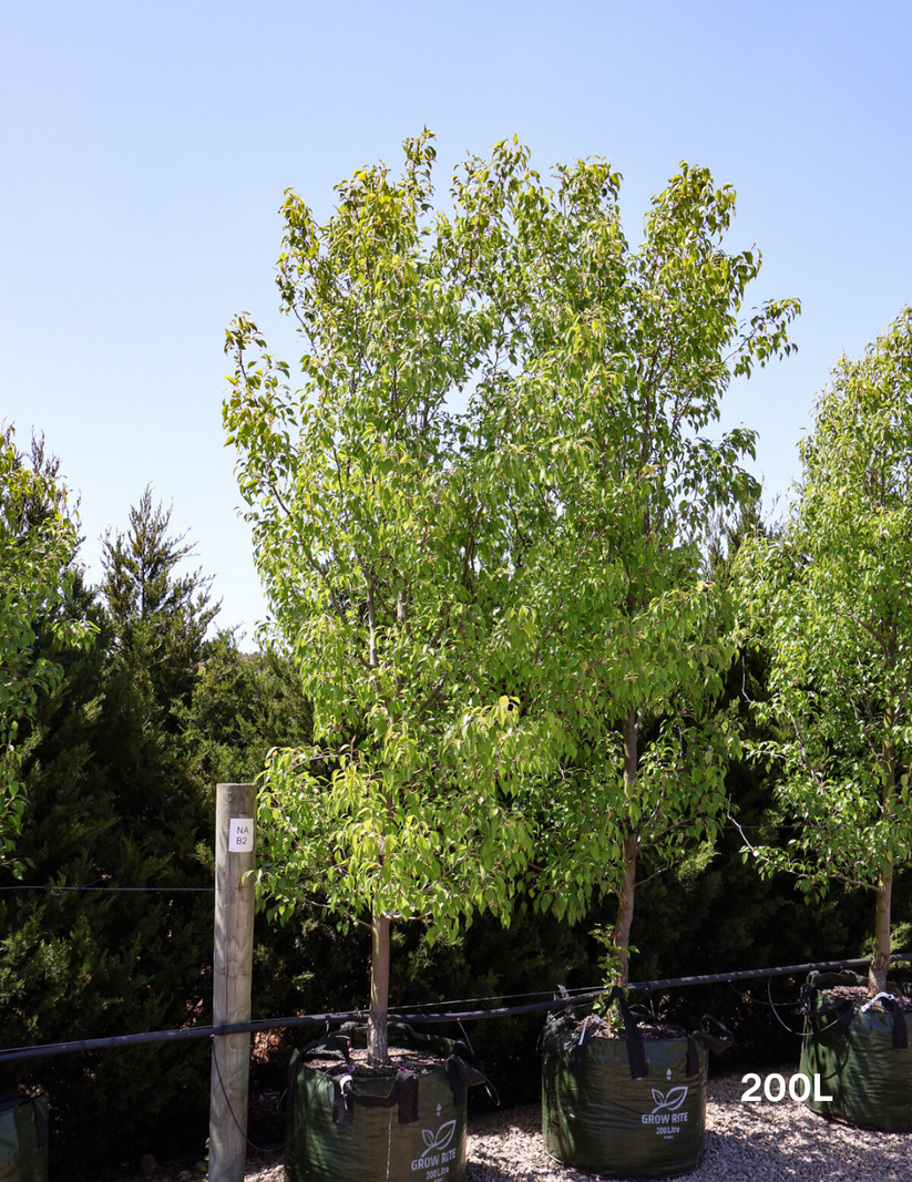 Pyrus Betulaefolia 'Southworth Dancer' - Pear Tree - Evergreen Trees Direct