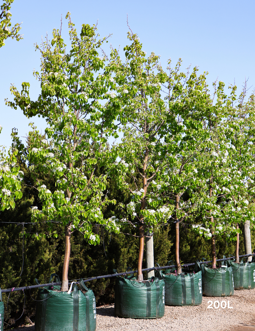 Pyrus betulaefolia 'Southworth Dancer' - Evergreen Trees Direct