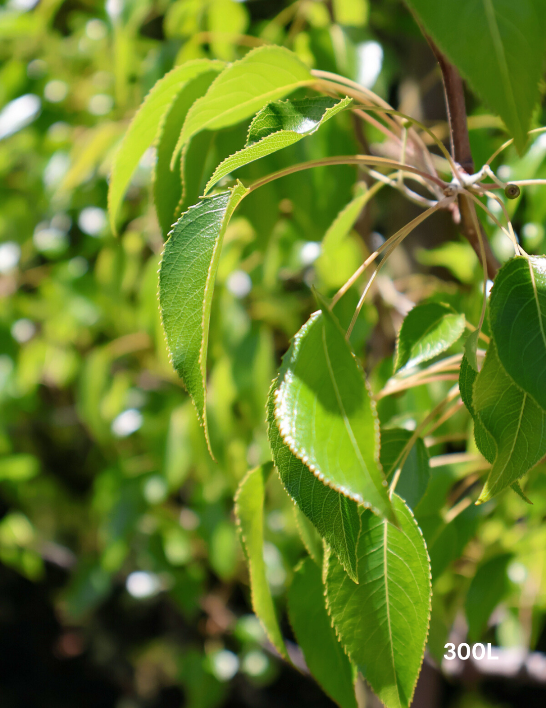 Pyrus betulaefolia 'Southworth Dancer' - Evergreen Trees Direct