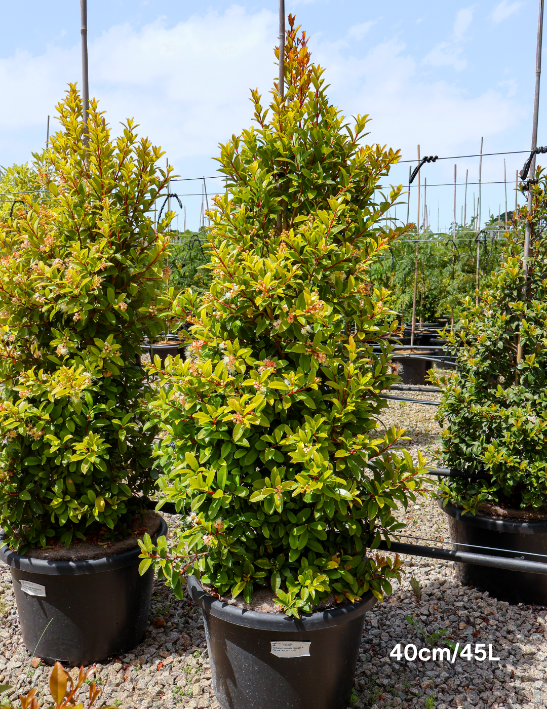 Syzygium australe 'Straight & Narrow' - Lilly Pilly - Evergreen Trees Direct