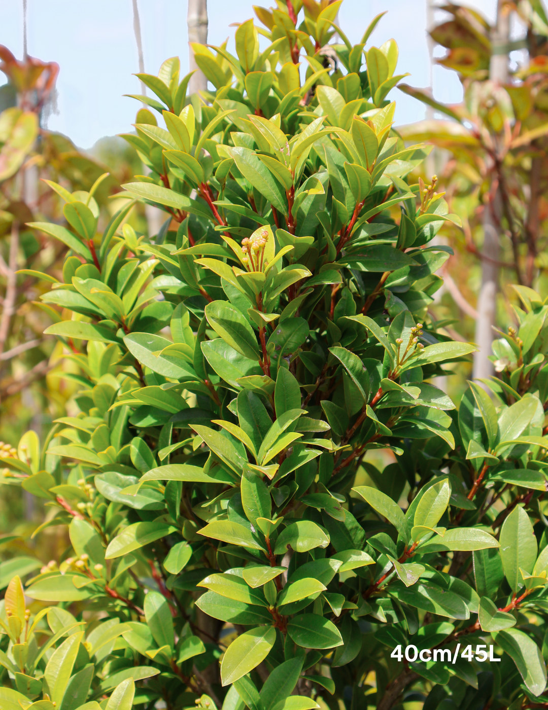 Syzygium australe 'Straight & Narrow' - Lilly Pilly - Evergreen Trees Direct