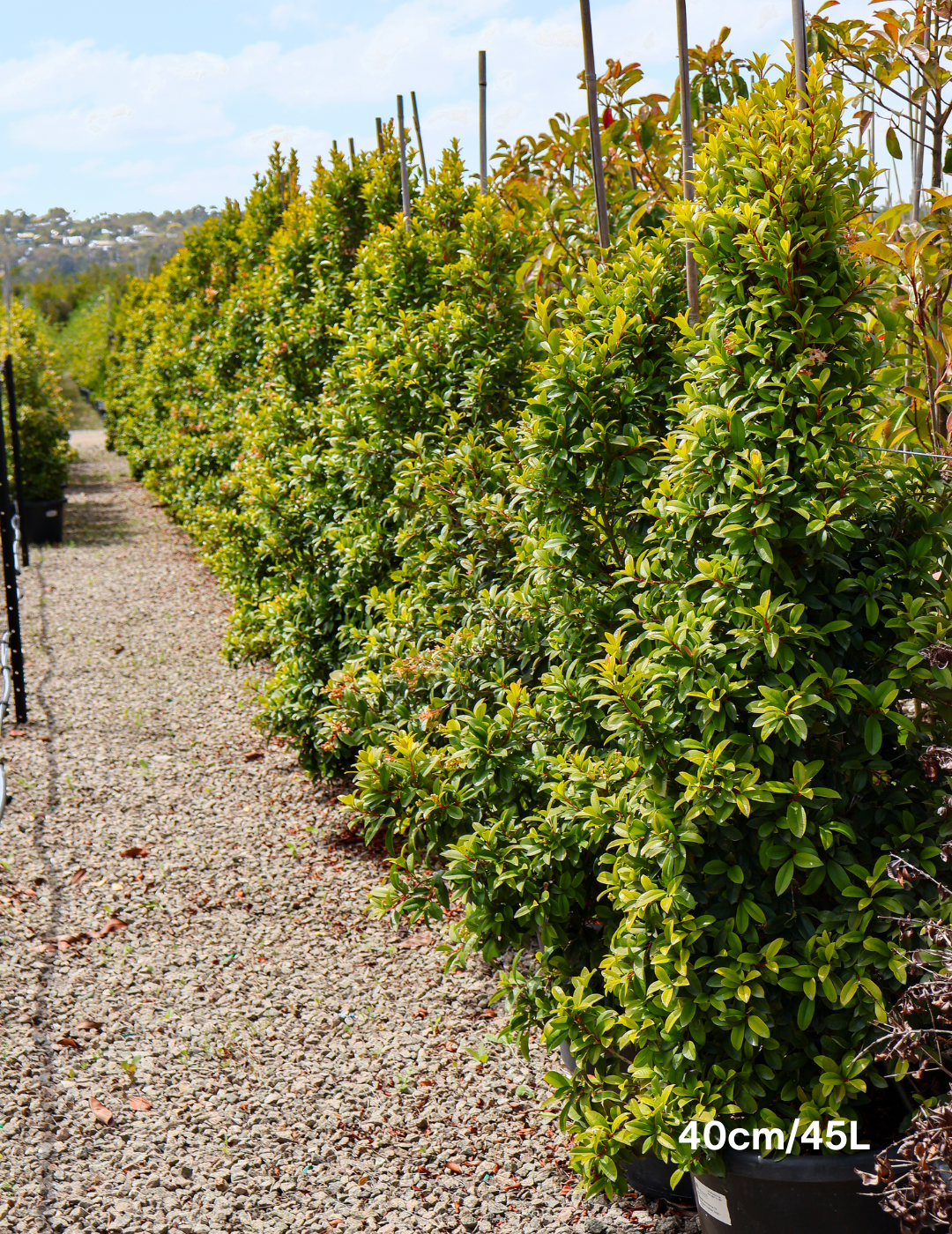 Syzygium australe 'Straight & Narrow' - Lilly Pilly - Evergreen Trees Direct