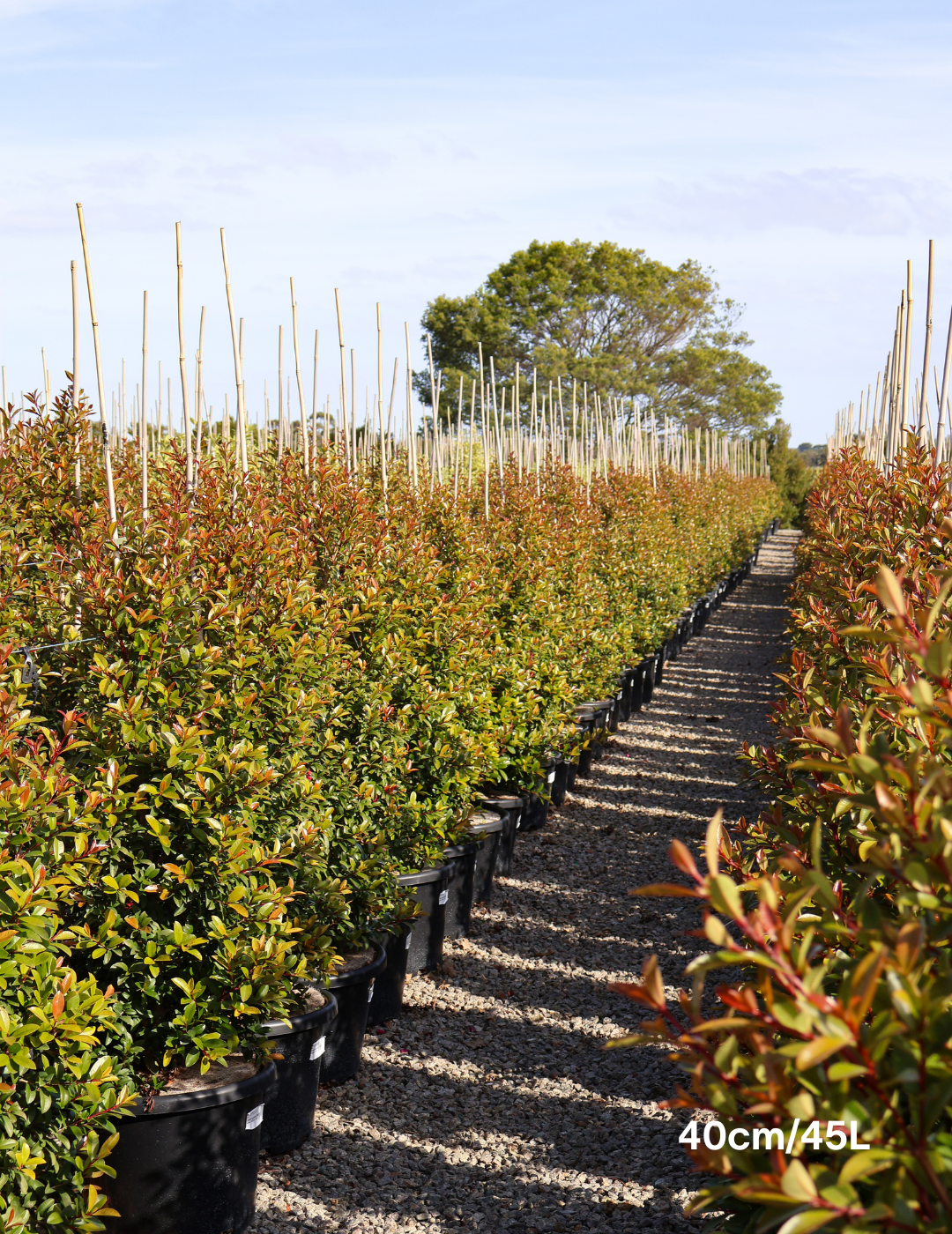 Syzygium australe 'Straight & Narrow' - Lilly Pilly - Evergreen Trees Direct