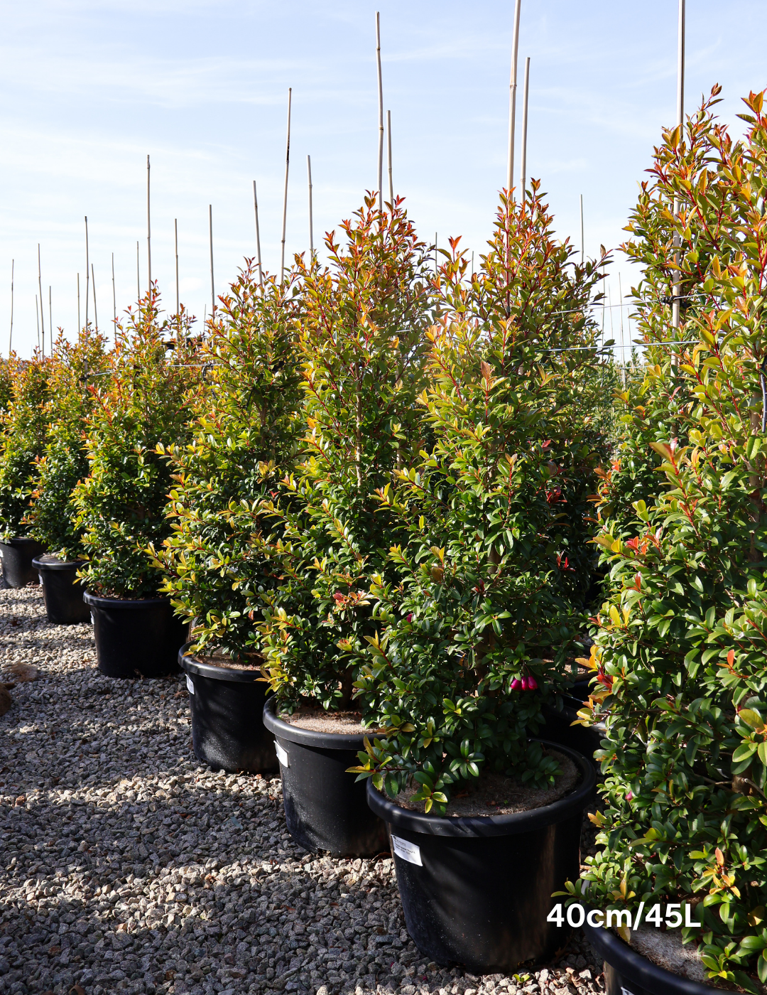 Syzygium australe 'Straight & Narrow' - Lilly Pilly - Evergreen Trees Direct