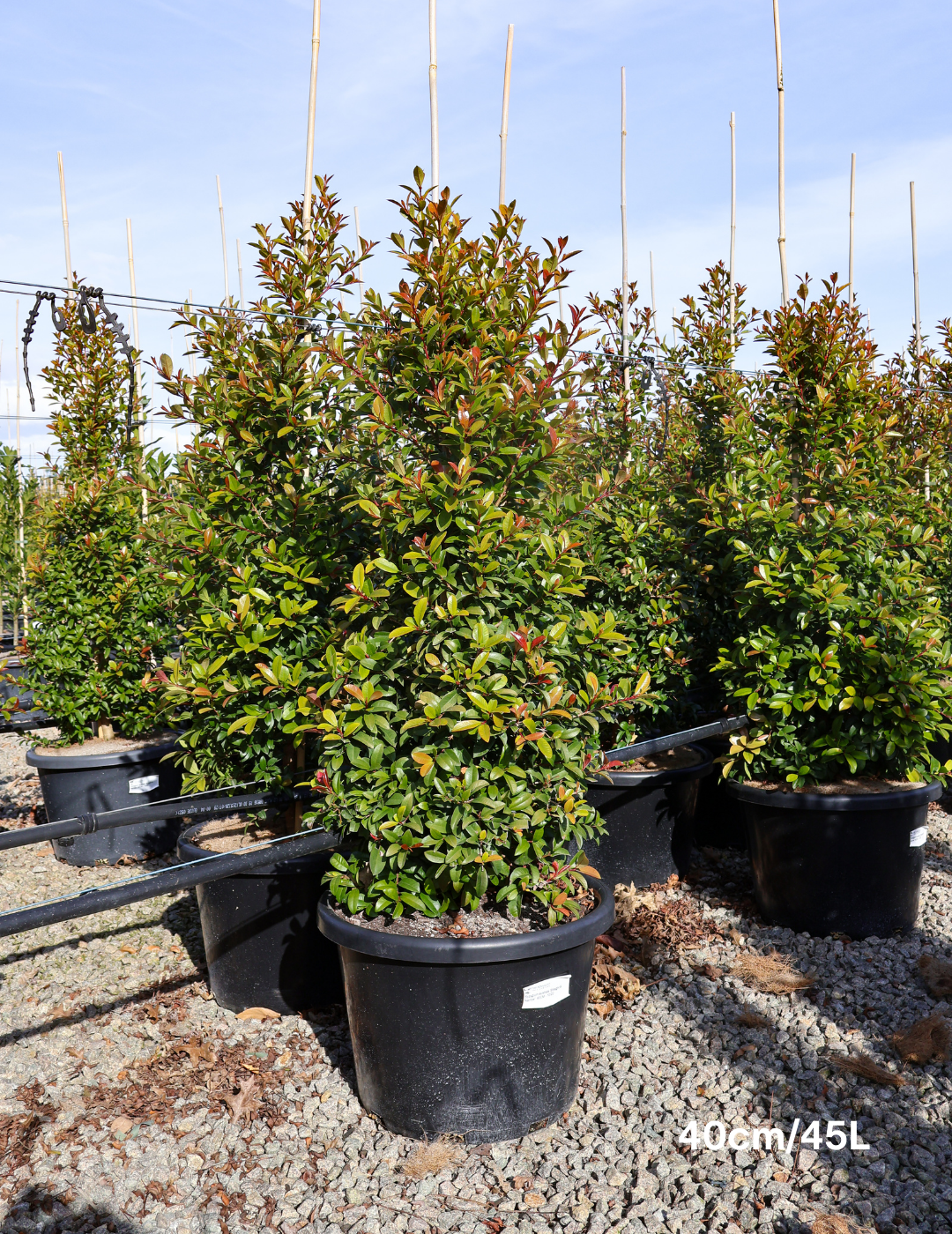 Syzygium australe 'Straight & Narrow' - Lilly Pilly - Evergreen Trees Direct