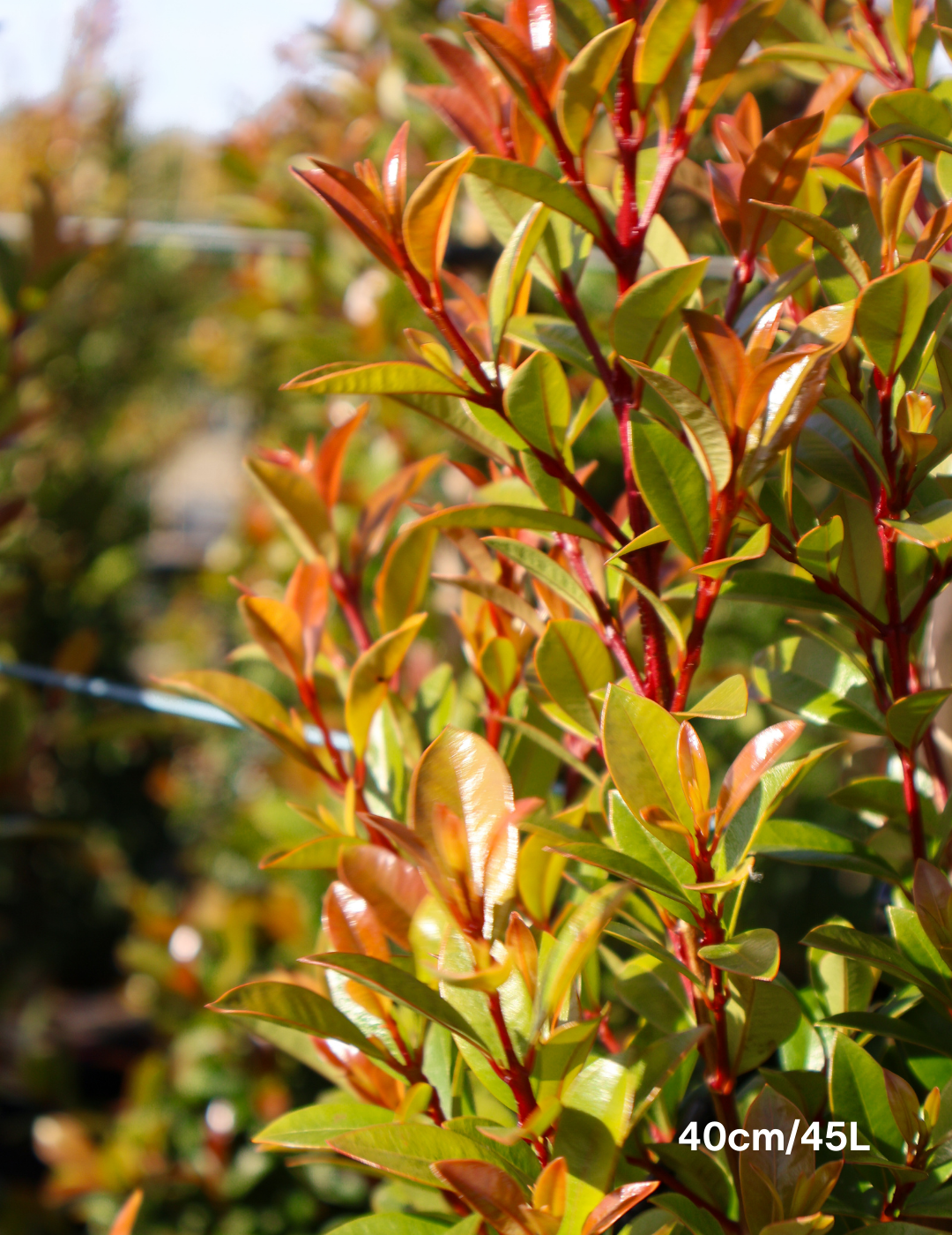 Syzygium australe 'Straight & Narrow' - Lilly Pilly - Evergreen Trees Direct