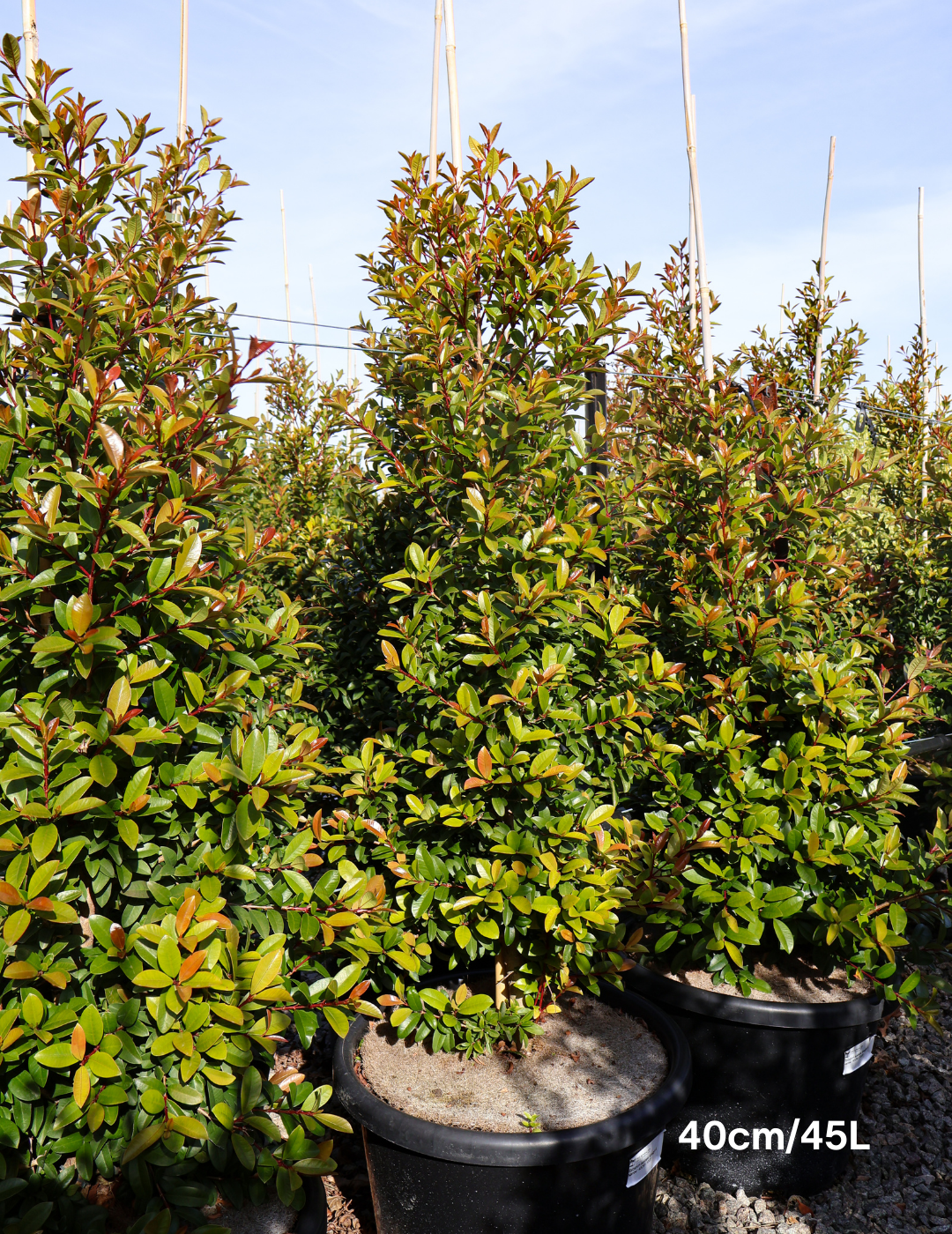 Syzygium australe 'Straight & Narrow' - Lilly Pilly - Evergreen Trees Direct