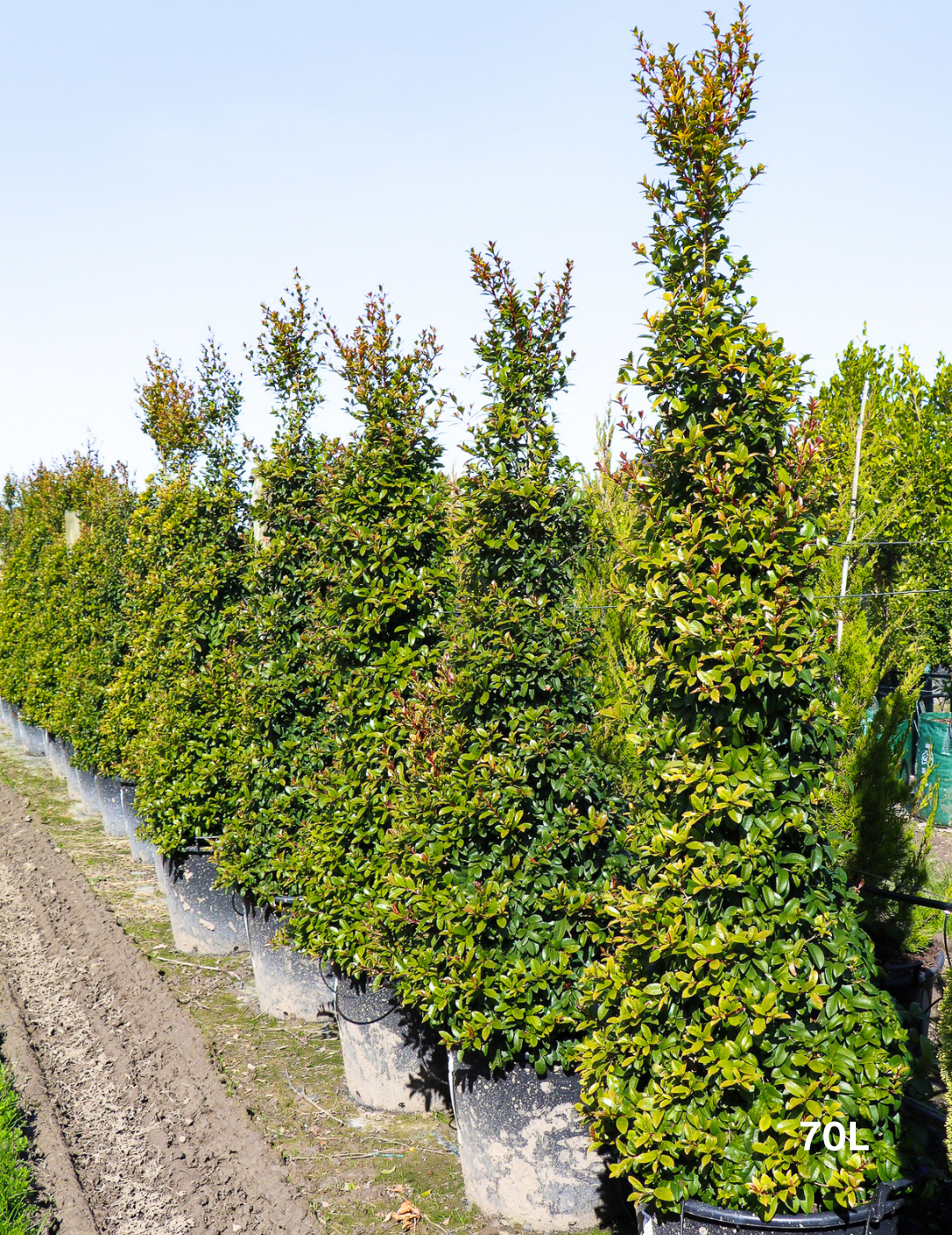 Syzygium australe 'Straight & Narrow' - Lilly Pilly