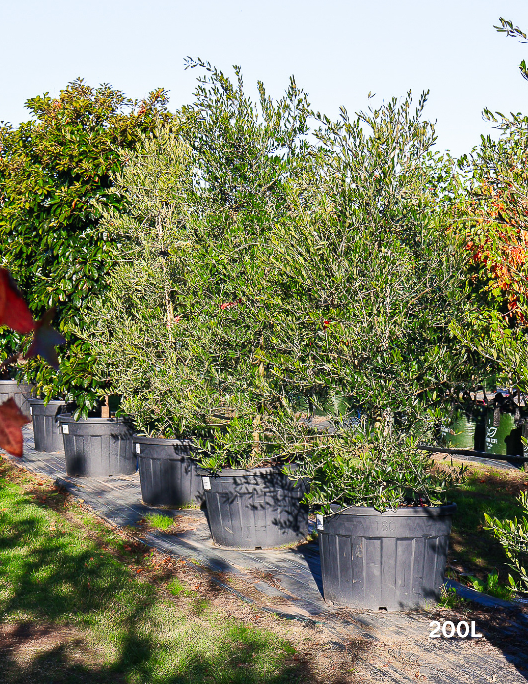 Olea europaea 'Swan Hill' (Non Fruiting Olive)